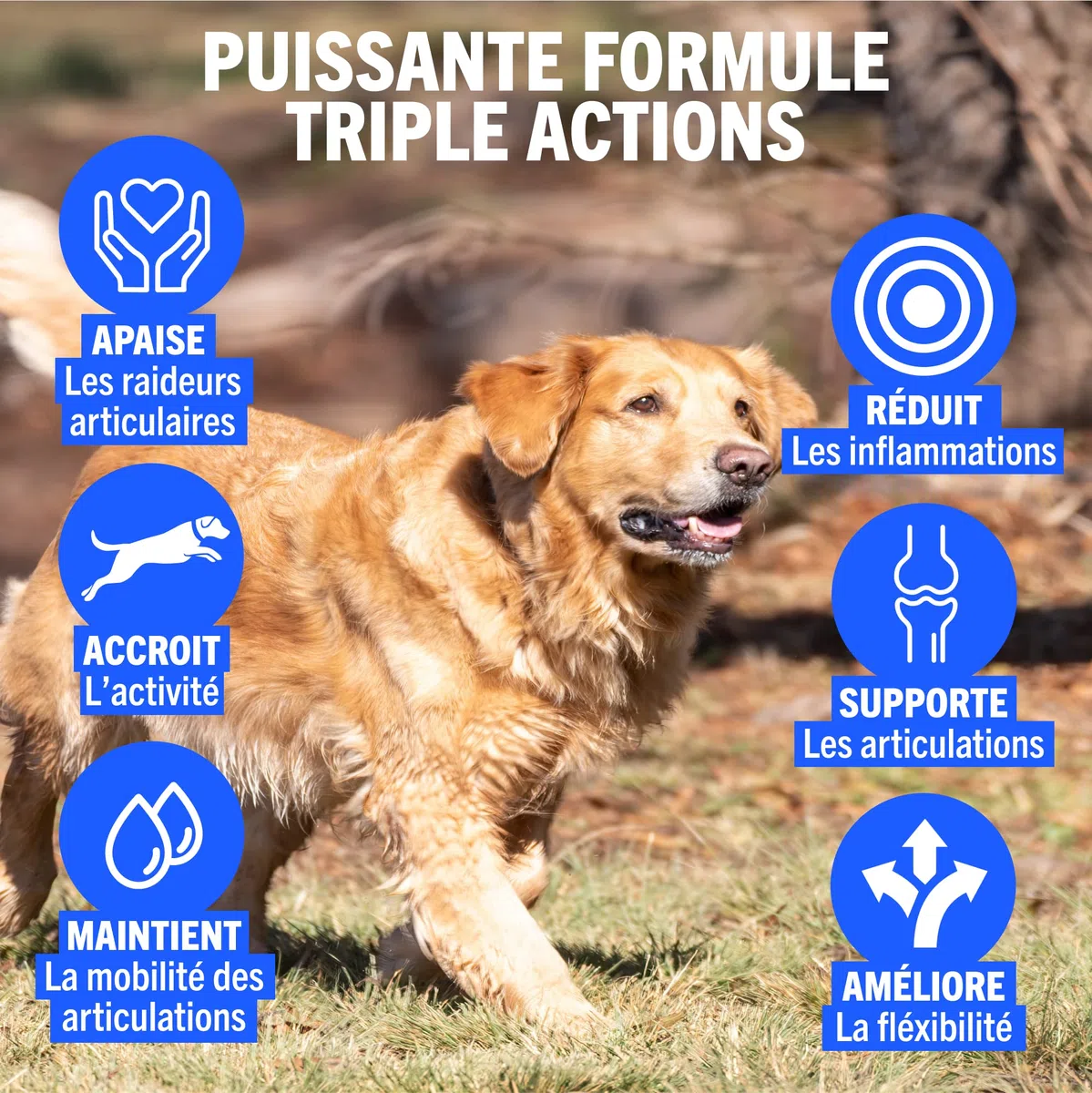 JOINTSURE Senior – Comprimés Premium de Soin articulaire avancé pour Chiens | 120 comprimés avec glucosamine et Moule Verte pour la mobilité et la solidité des articulations
