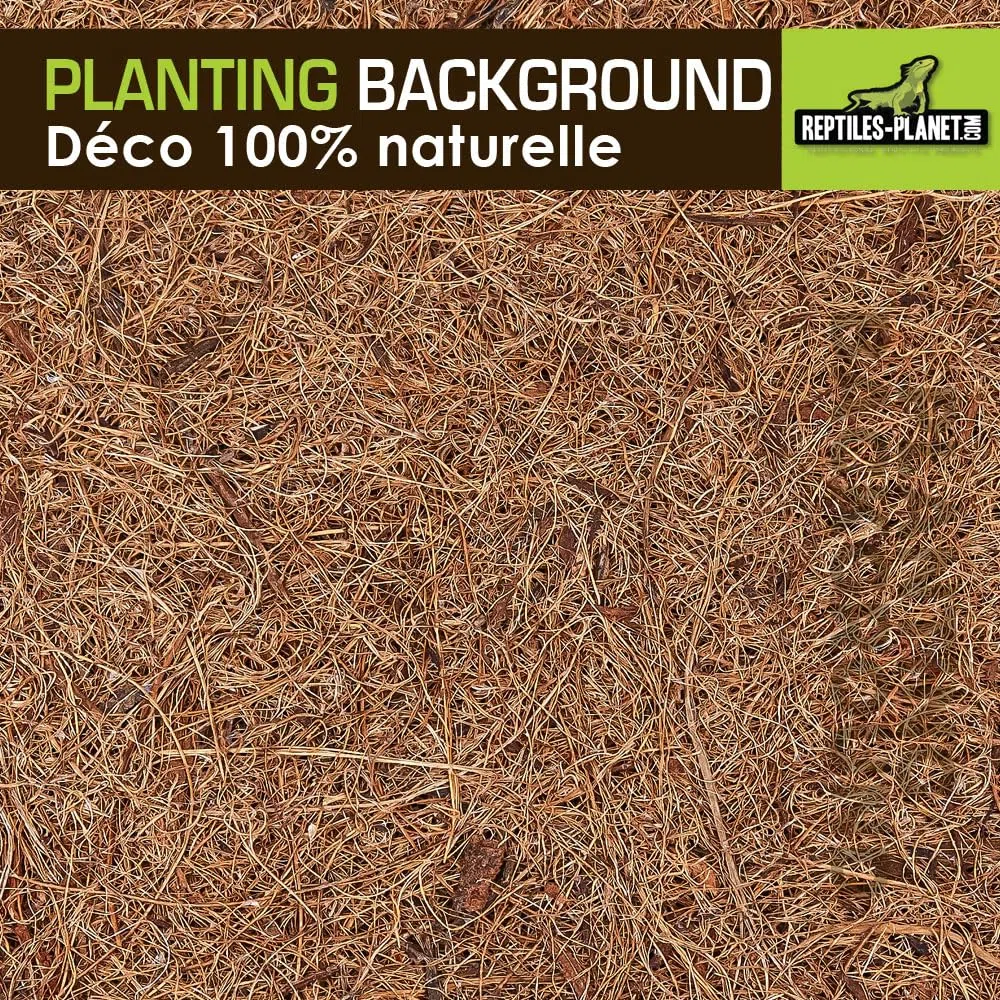 Reptile Planet - Planting Background - Décor en Fibre de Coco pour Terrarium - 20 x 30 cm