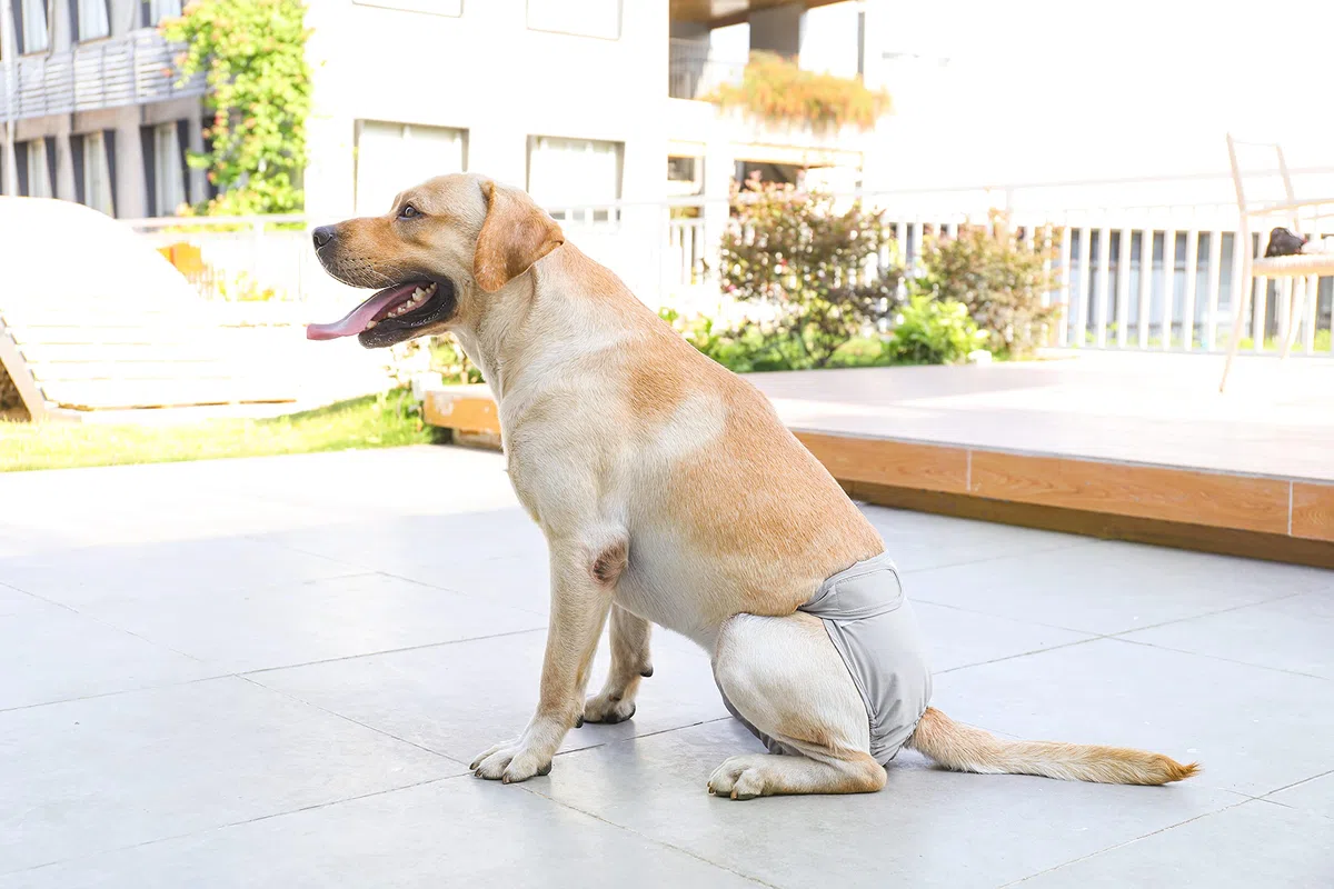 Couches Lavables pour Chiennes, sous-vêtements Hygiéniques pour Chiens en Chaleur, 5 Tailles XS à XL, Convient à Toutes Les Chiennes (XL: 60-82cm, 3-Packs)