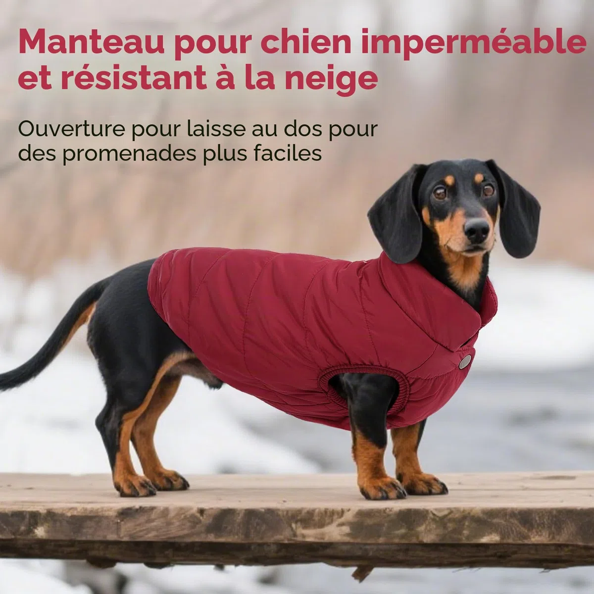 ASENKU Manteau Hiver pour Chien XS, Matelassé Doublure Polaire Arctique, Veste Chien Hiver Imperméable,Boutons-Pression & Ouverture Harnais, pour Caniche, Chihuahua, Promenade Ville, Neige et Pluie