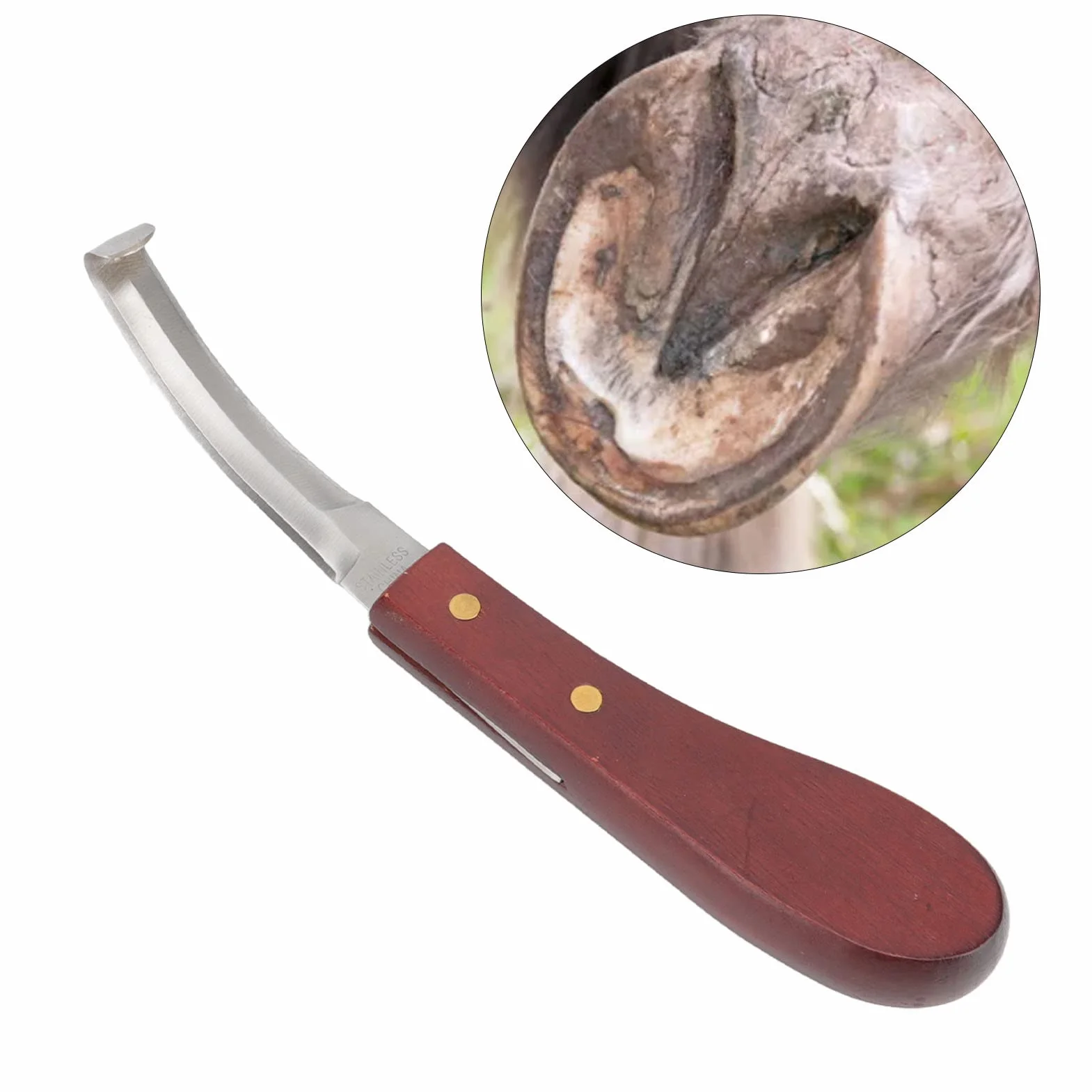Outil de Coupe de Sabot pour Cheval, Couteau à Sabot en Acier Inoxydable Manche en Bois de Caoutchouc, Couteau à Sabot Double Tranchant Lame Double Face Main Droite