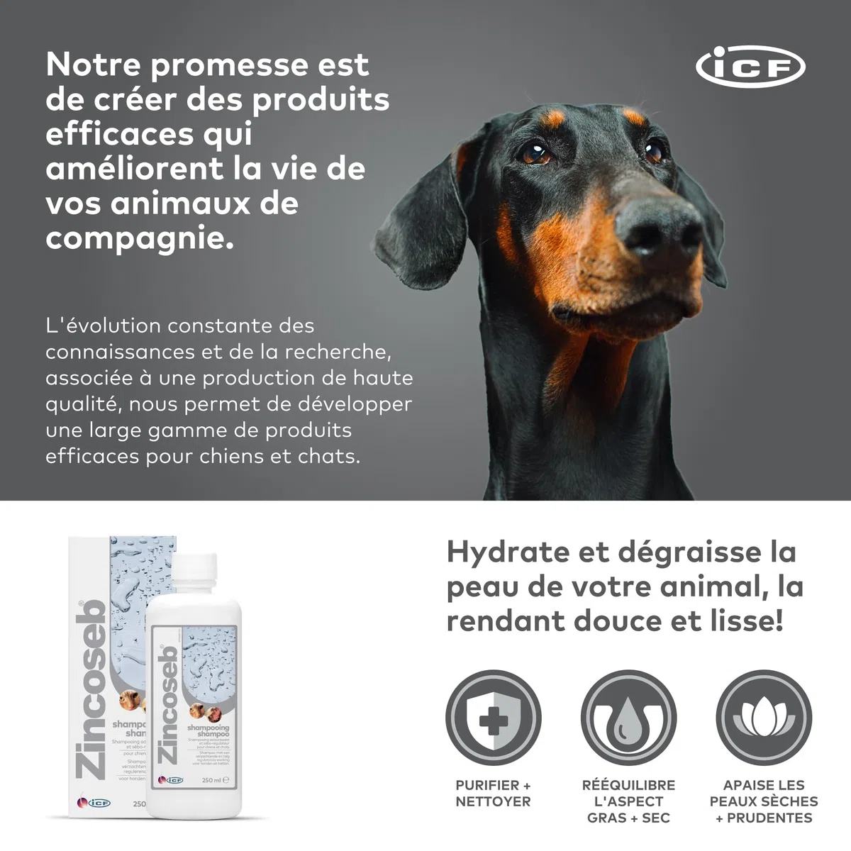 Zincoseb Shampooing | Shampoing Sébo-Régulateur et Hydratant pour Chien et Chat | Poil Sec, Terne ou Gras, Pellicules, Mauvaises Odeurs | Idéal pour la Peau Sensible du Chiot et Chaton | 250 ML