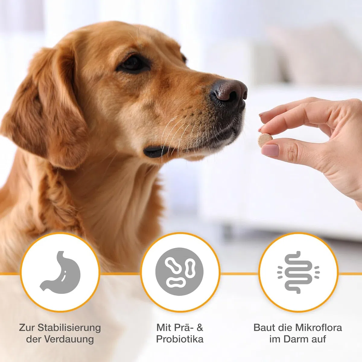 Alfavet Dia Tab Pro - boîte de 2 x 100 g - complément Alimentaire diététique pour Chiens et Chats - prébiotique probiotique - Environ 100 comprimés à mâcher