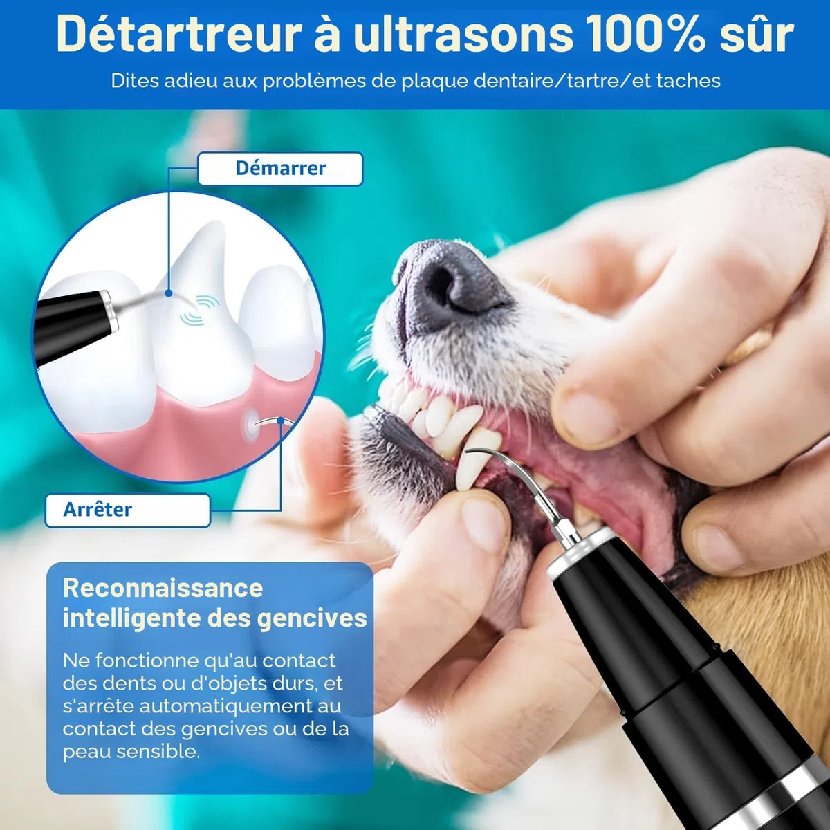 Ni-SHEN Kit d'enlèvement de plaque dentaire, de nettoyage des dents à ultrasons pour animaux domestiques, de tartre et de taches, convient pour chiens et chats (Noir)