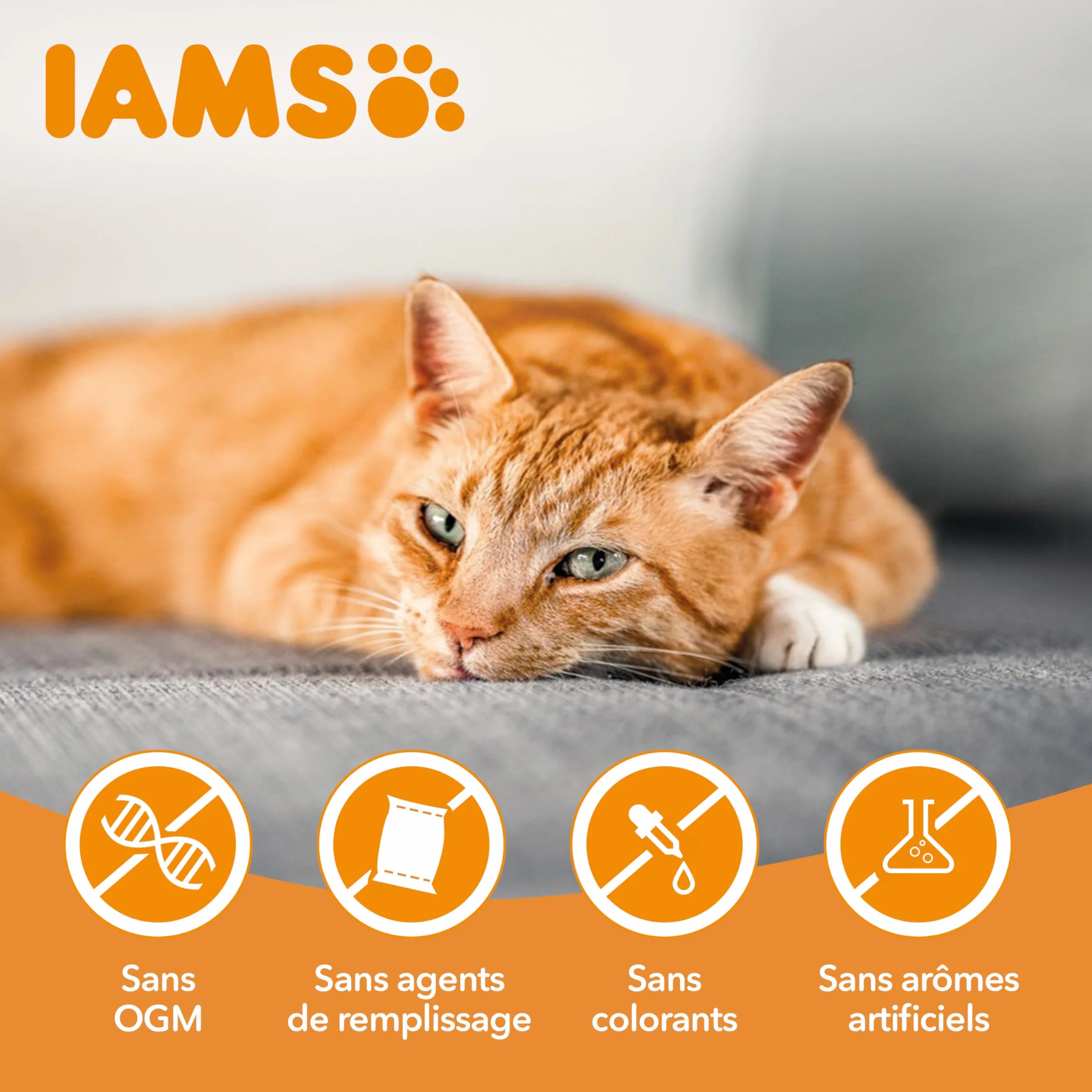 IAMS Croquette au Poulet pour Chat Senior 10 kg