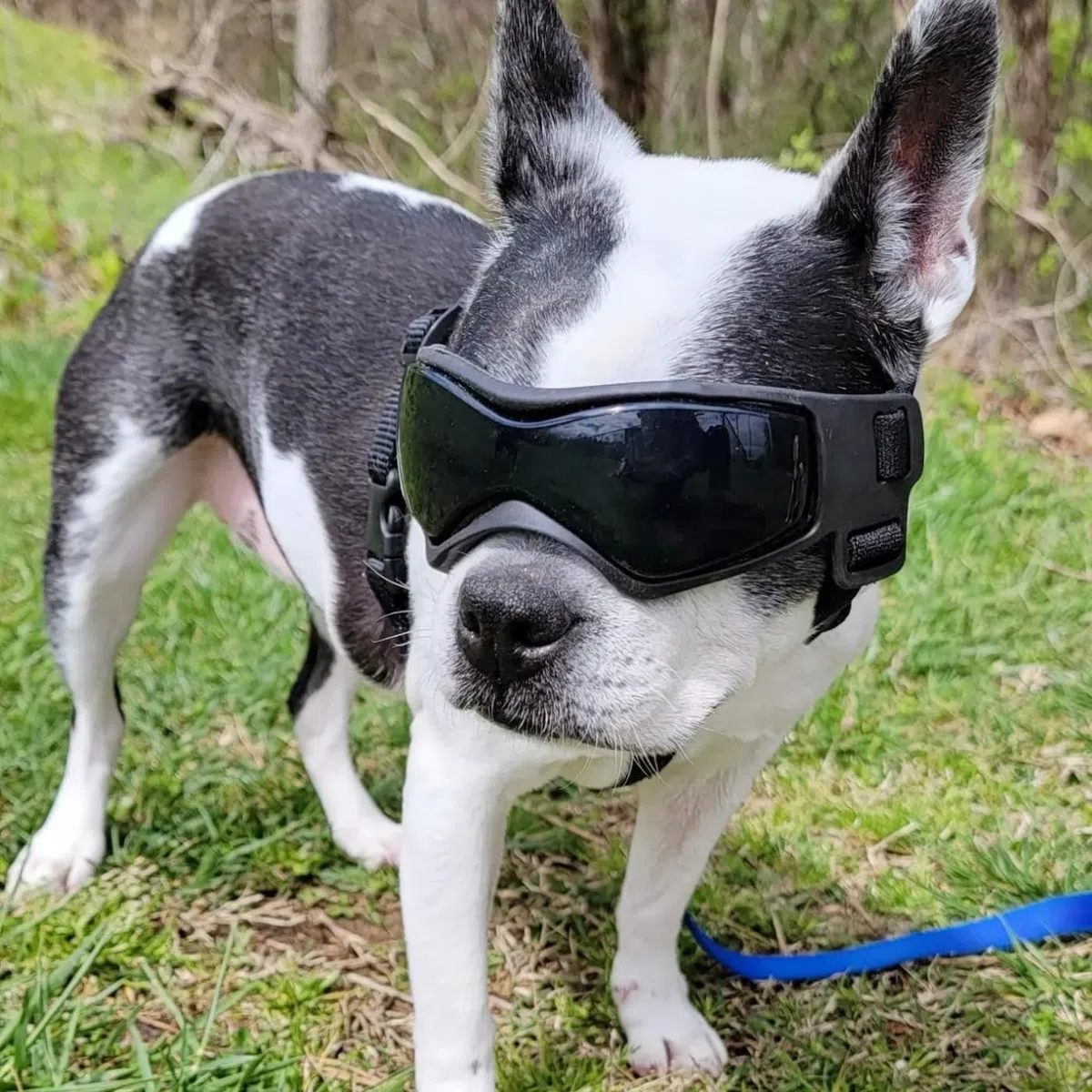 NAMSAN Lunettes de Protection réglables pour Chiens de Petite et Moyenne Taille, Anti-UV, Anti-Reflets, pour Chiens de Petite et Moyenne Taille, Noir