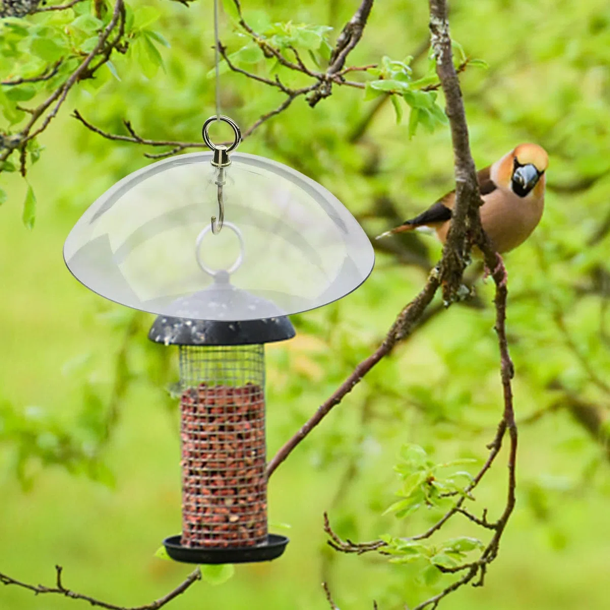 Bird Feeder Cover - Bird Feeder Cover | Feeder Baffle | Bird Feeder Protective Dome, Bird Feeder Protective Dome To Keep Feeders Dry, Hummingbird Feeder Rain Cover from Weather And Sun