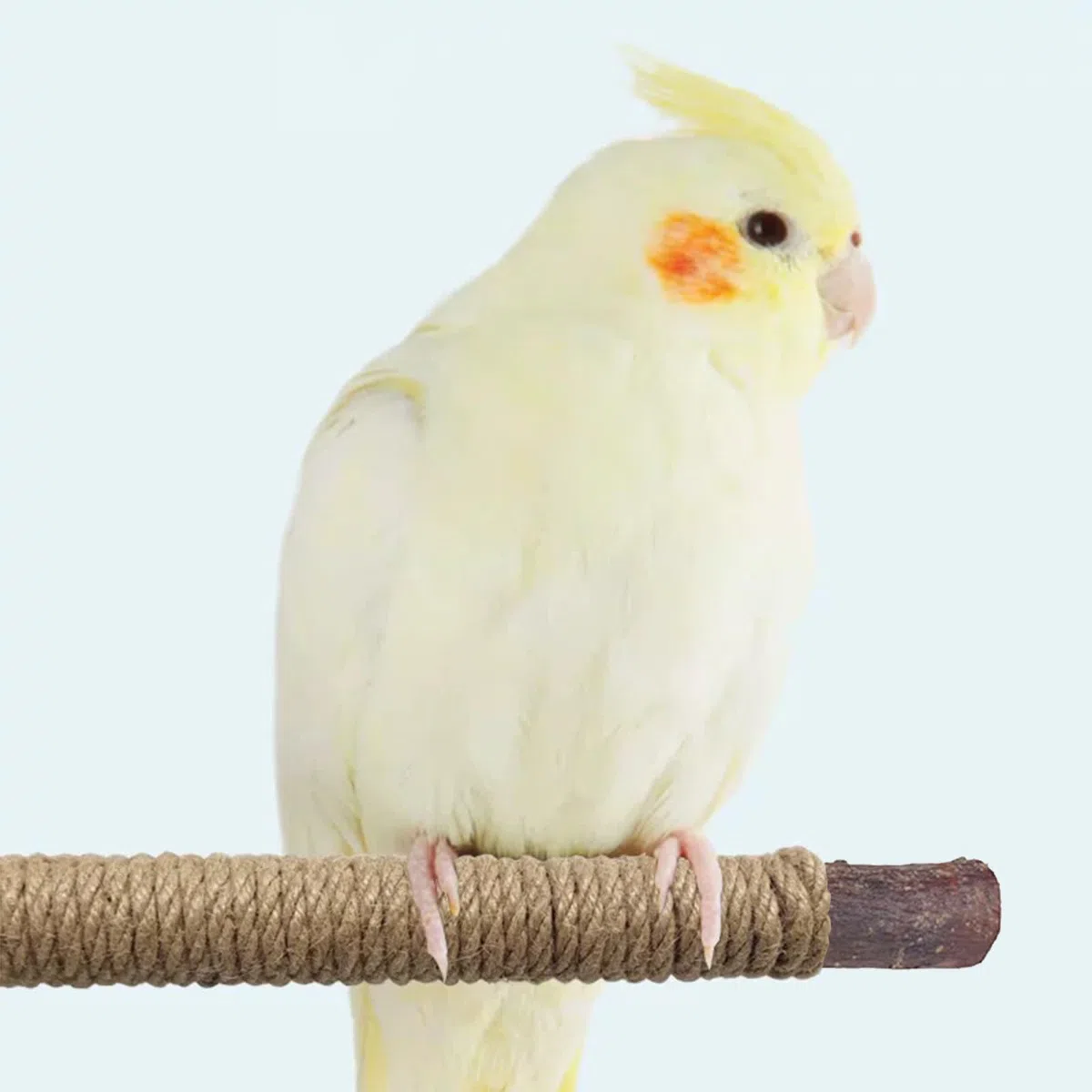 Lot de 6 perchoirs à oiseaux en bois naturel debout et suspendu, corde inclus, accessoires de cage pour petites perruches, calopsittes, conures