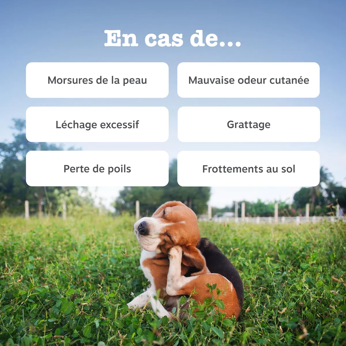 Zesty Paws Bouchées Anti-Démangeaisons pour Chien | Apaise Peau, Pattes & Oreilles Irritées | Soutient Immunité, Digestion et Peau | Avec Huile de Saumon & Probiotiques | Usage Quotidien | 90 Bouchées
