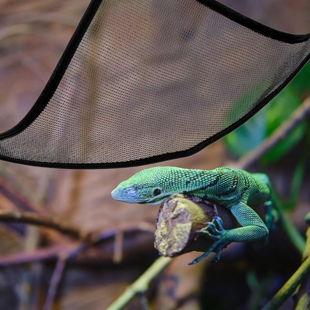 Lot de 2 hamacs en maille respirante pour reptile - Convient pour les dragons, lézards barbu, serpents, caméléons, geckos