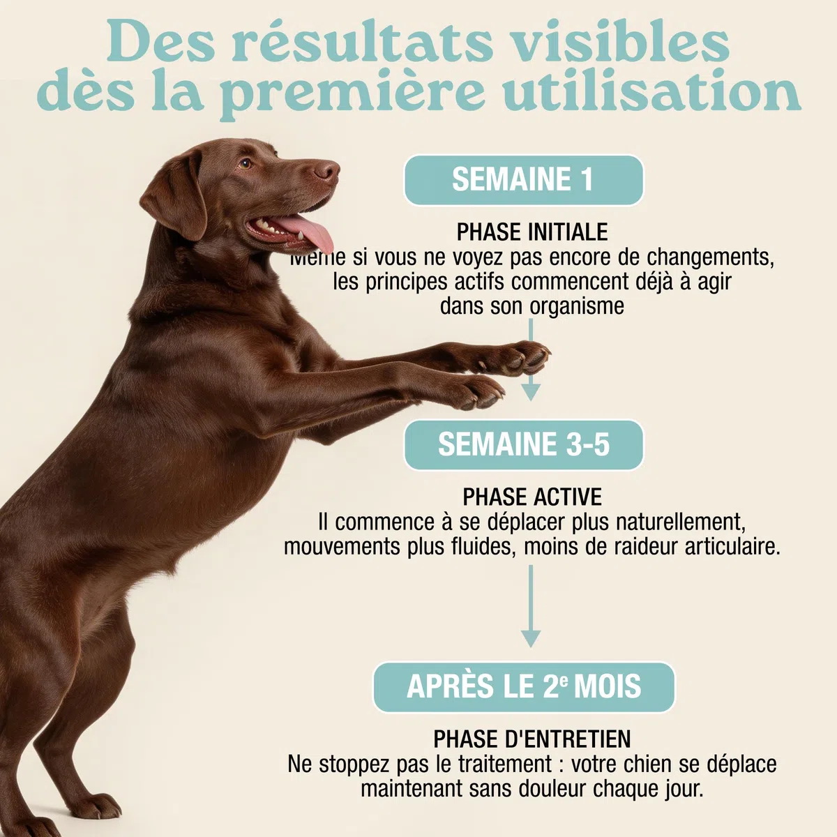 MyPetPrime Articulations Chien Complément Alimentaire 125 Comprimés | Nouvelle Formule JointSupport avec MSM, Poudre de Moule Verte, Glucosamine et Griffe du Diable