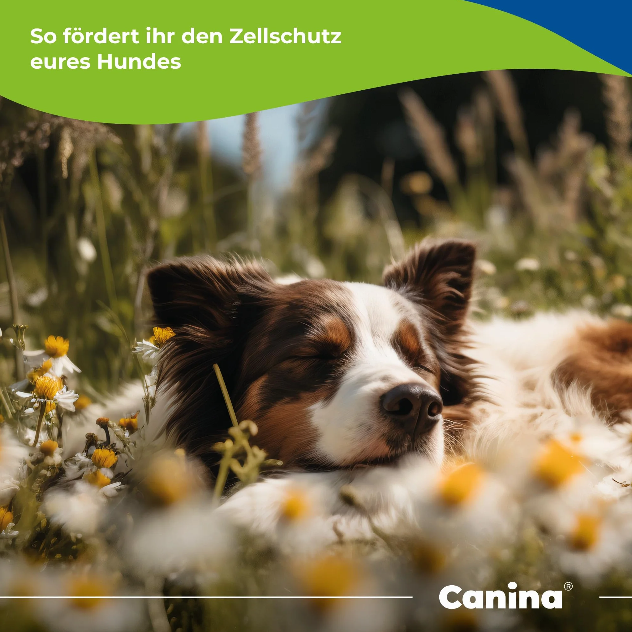 Canina Canizeck Plus Comprimés 270 g
