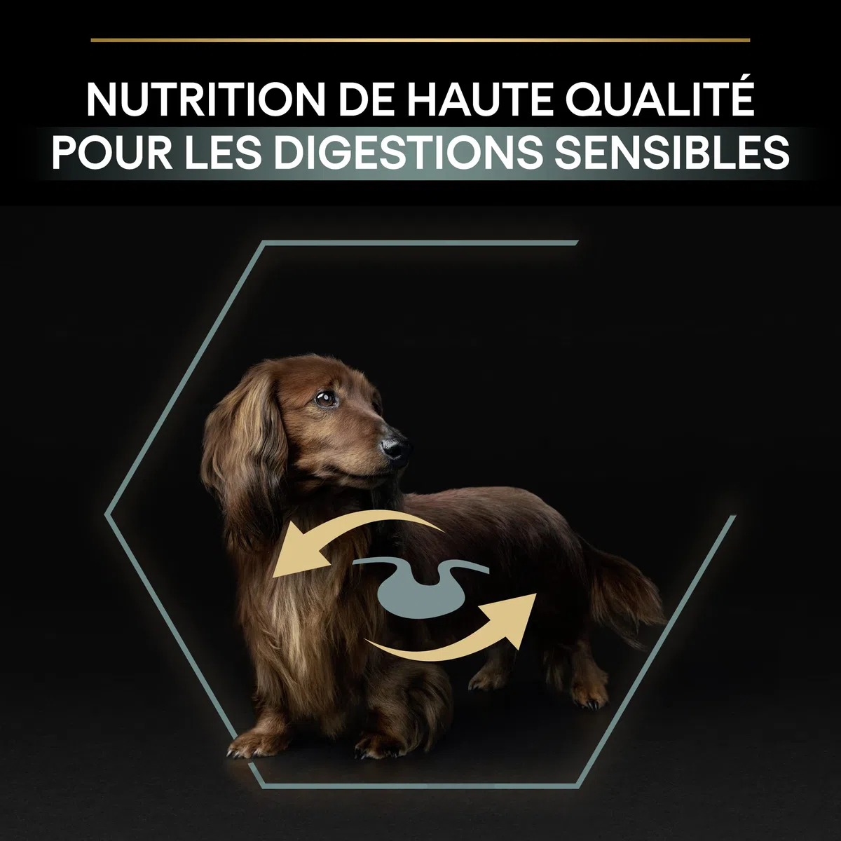 PURINA PRO PLAN | Sensitive Digestion | Croquettes complètes pour chiens adultes de petite taille | Favorise un système digestif sain | Riche en Agneau | Sac | 3 Kg