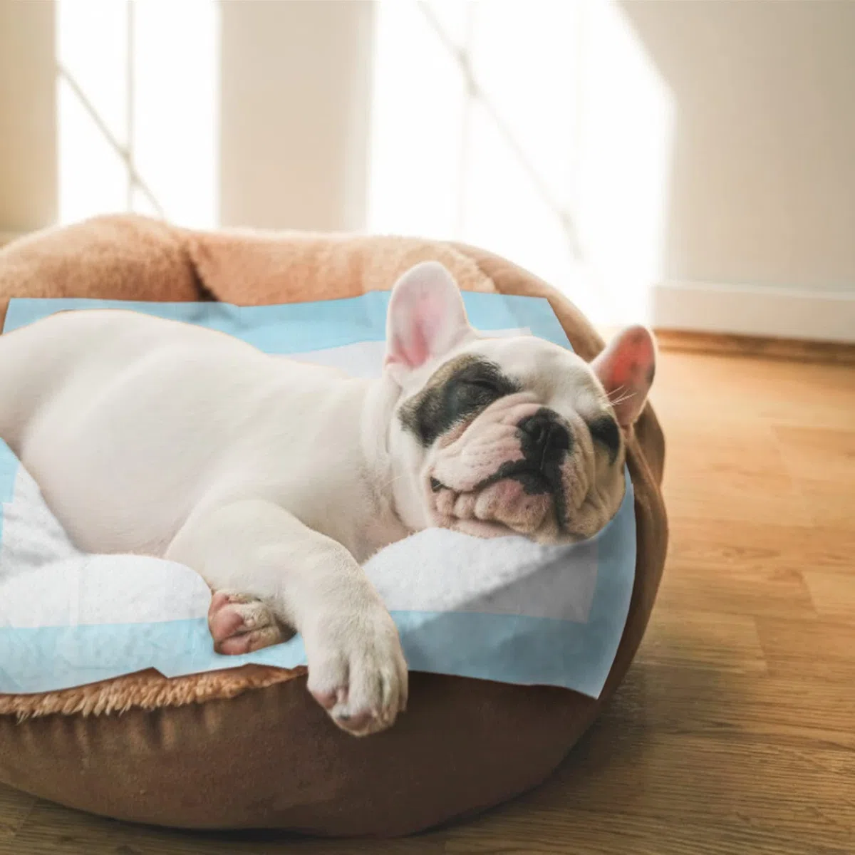 Nobleza - 50 x Tapis hygiénique d’entraînement pour Chiens. Ultra Absorbant. 40cm*60cm. 50 unités.