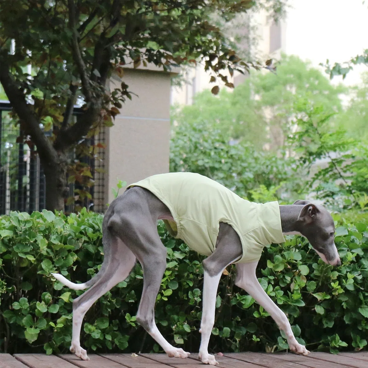 T-Shirt Lévrier Italien pour Chiens De Petite Et Moyenne Taille, Gilet D'été Léger Et Frais, Vêtements Whippet, Chemises Respirantes pour Animaux De Compagnie, Vêtements D'extérieur(Green,S)