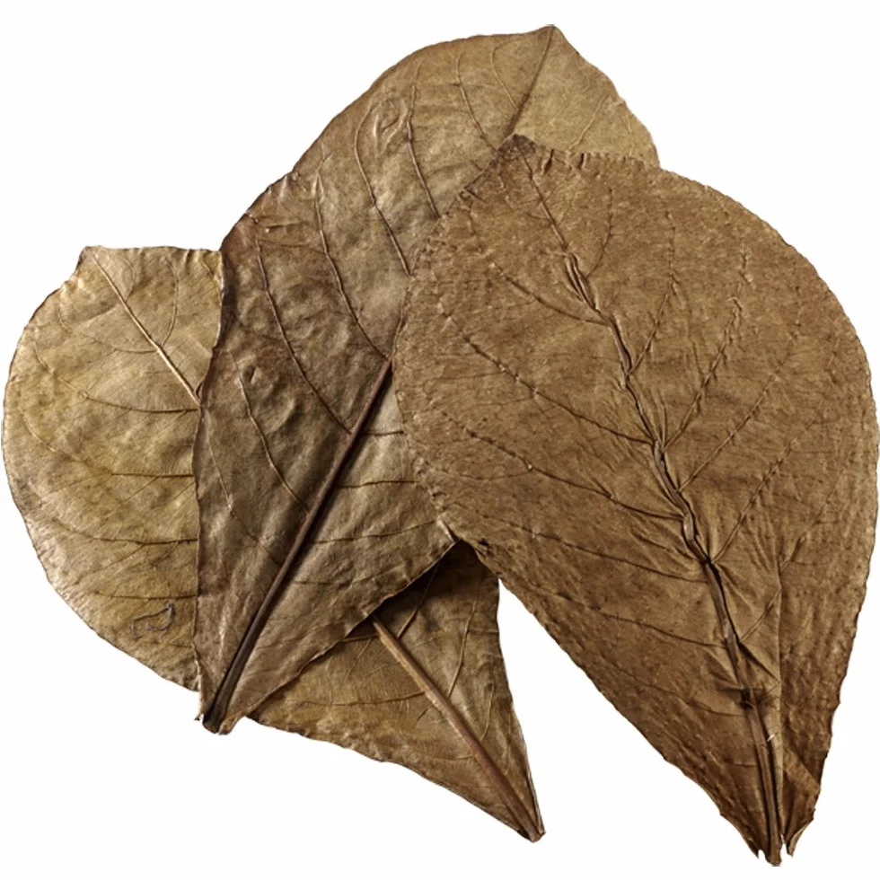 Hobby Catappa Leaves 51105 Lot de 12 Feuilles XL