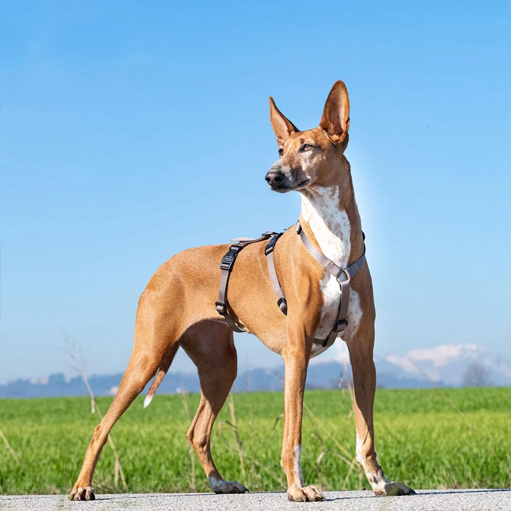 Ferplast Harnais pour Chien Brave Taille Moyenne, réglable en 6 Points, Anti-Fugue et Anti-Panique, Marron