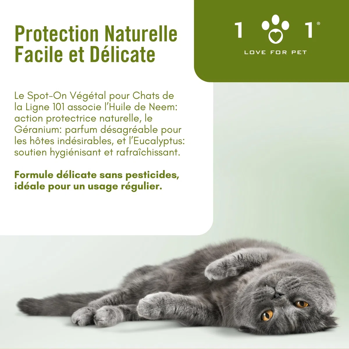 Pipette Chat Anti Puces et Tiques, Moustique 6 Ampoules de 0,5 ML Spot on Chatons et Adultes Traitement Anti Puce Chaton et Antiparasitaire Chat Naturel Application Facile, Longue Tenue Antipuce