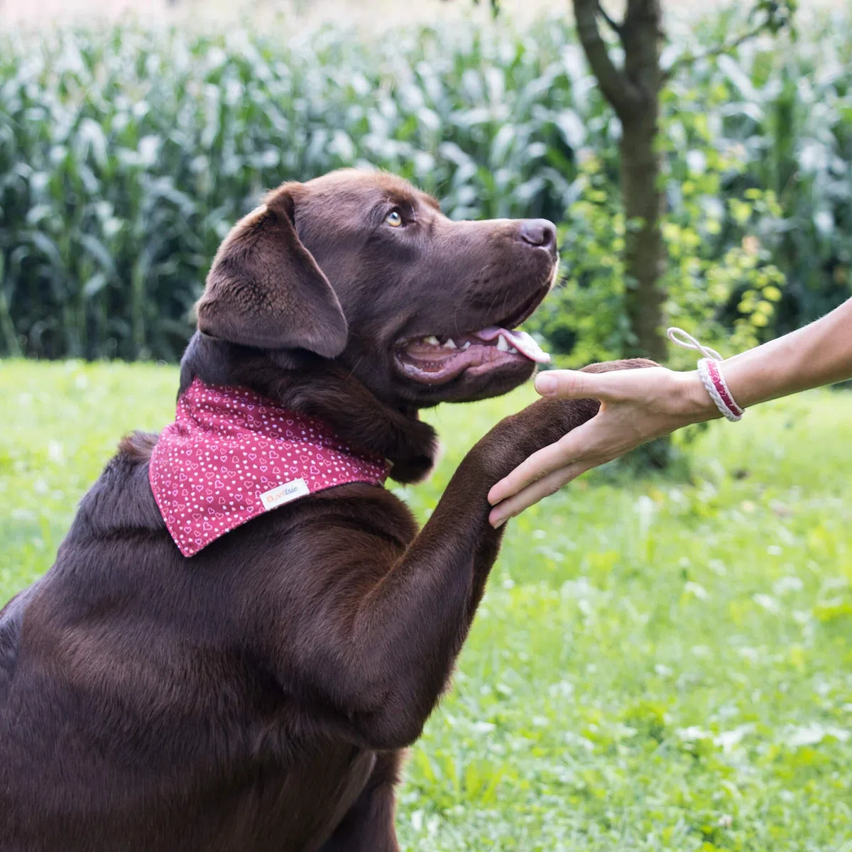 Pettsie Bandana pour Chien avec Collier et Bracelet d'amitié, Tailles réglables S, M et L, Foulard Bandana Amovible, Coffret Cadeau Inclus, pour Les Amoureux des Chiens, S, Rouge