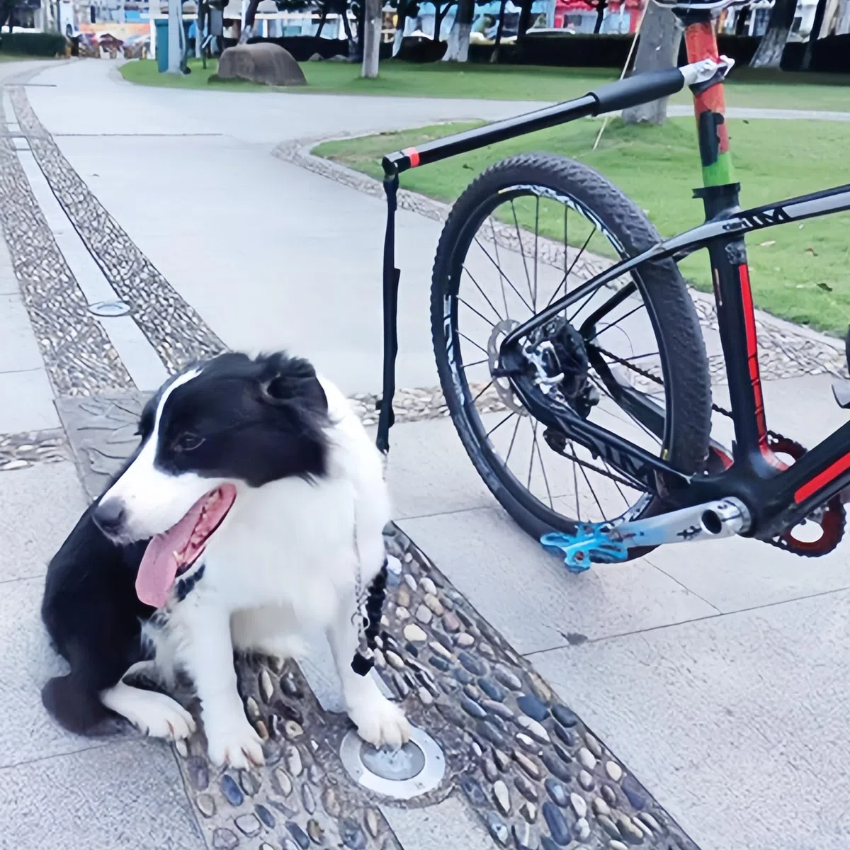 Laisse de vélo pour chien : laisse d'exercice rétractable, mains libres, avec clé hexagonale et joint en caoutchouc, entraînement pour chiens