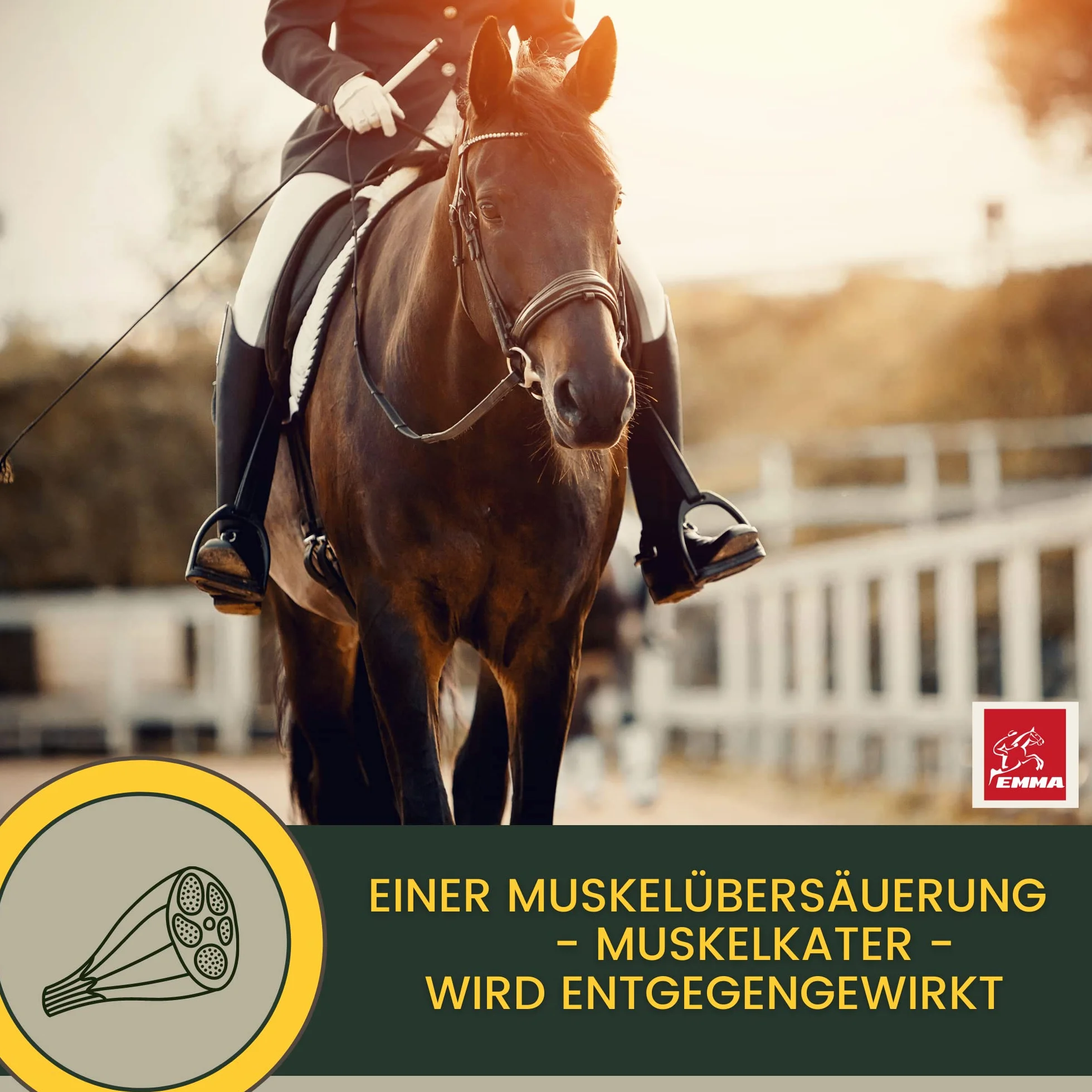 Acides Aminés Musculation Cheval - pour des Entrainements Efficaces - Performance Pate d'acides aminés Vitamine E Renforcement récupération Musculature Régénération énergie pour Muscles Chevaux 30ml