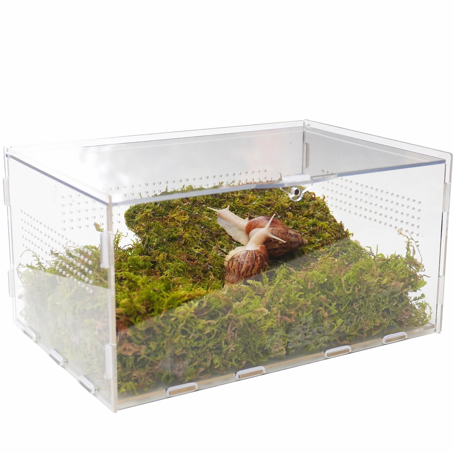 Kit de terrarium pour escargots avec accessoires d'escalade - 29 x 20 x 15 cm (L x l x H) - Maison transparente pour petits animaux pour escargots, chenilles et petites créatures - Comprend