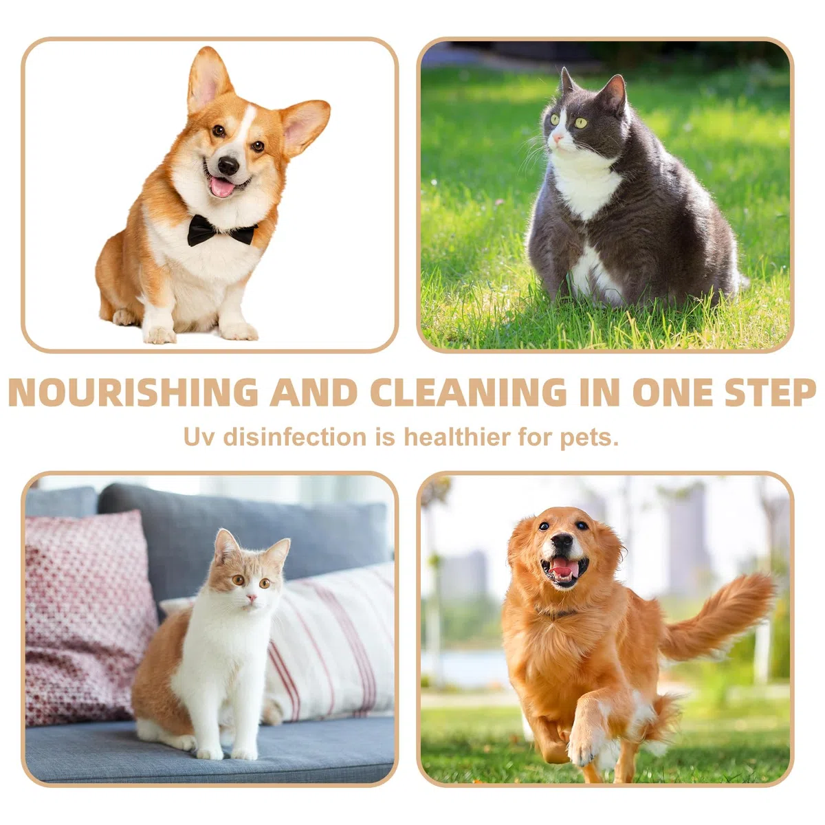 Tête de douche pour chien avec 3 types de jets, Tête de douche pour chien avec brosses en silicone pour un nettoyage efficace du pelage, Tête de douche pour assistance au bain des animaux de compagnie