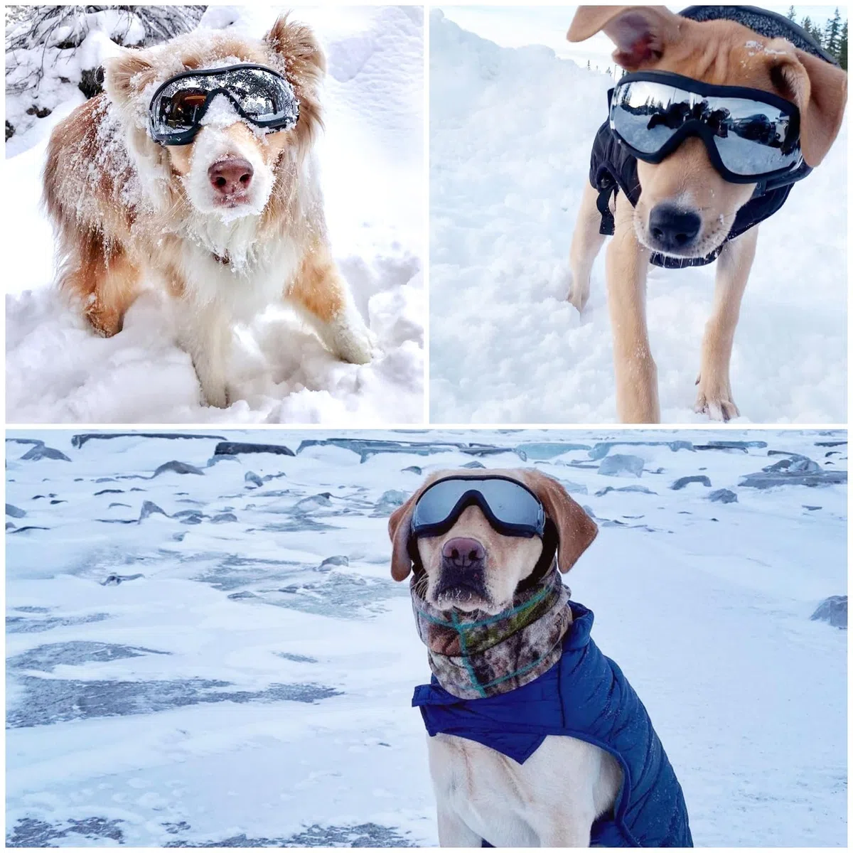 Namsan Lot de 2 paires de lunettes pour chiens moyens et grands, protection UV, lunettes pour chien, protection des yeux, sangles élastiques réglables, verres transparents/argentés