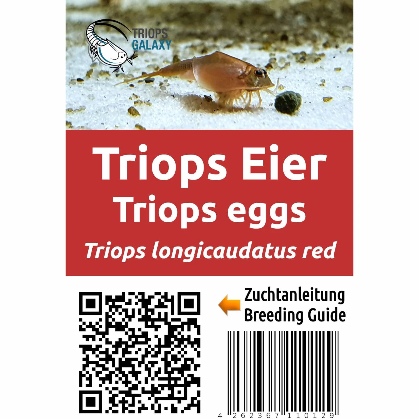 Triops longicaudatus rouge - Cancer préhistorique - Élevage de triops - Oeufs Triops avec instructions de l'élevage en français à télécharger (minin 150 oeufs)