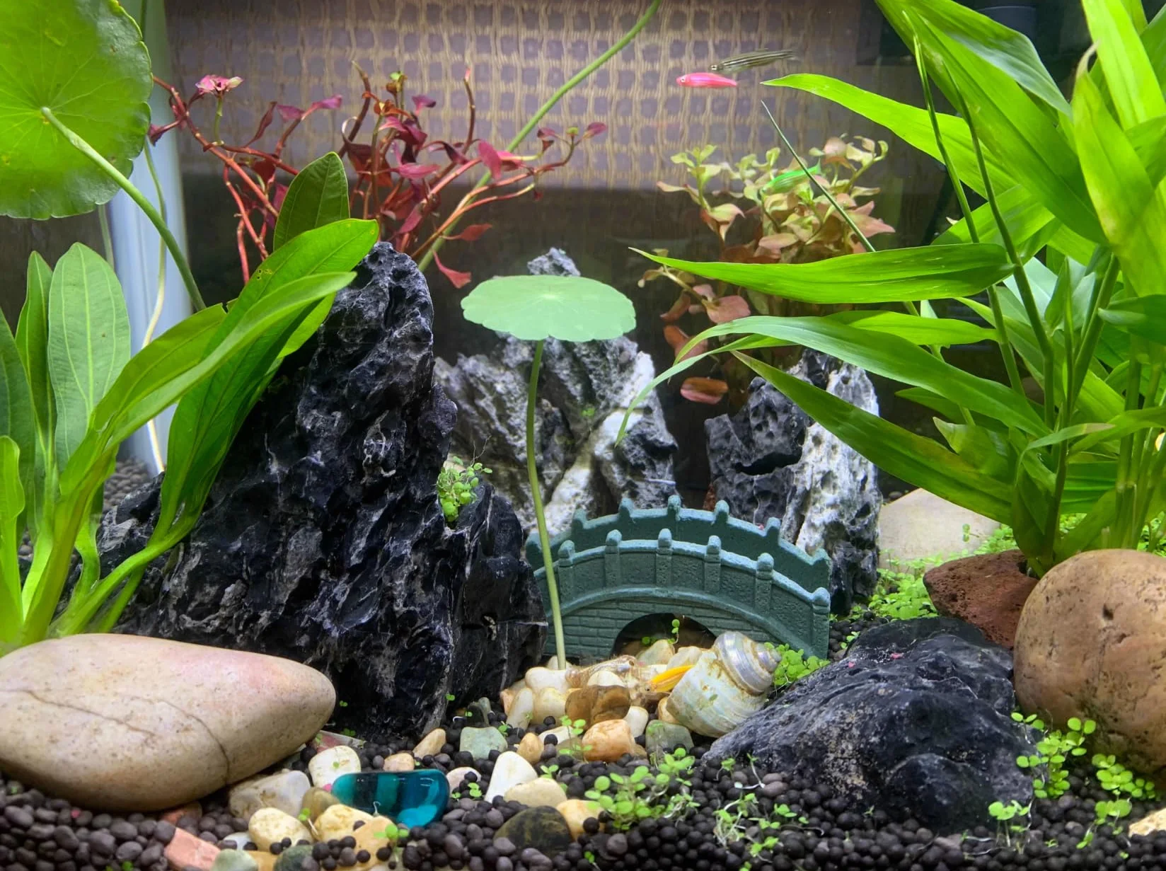 Unocho Pierres d’Aquarium Seiryu Rock 5kg Pierre Naturelle Dragon Stone pour aquascaping Aquarium décor Paysage Aquarium décoration modèle Miniature Jardin féerique(7,5-20cm)
