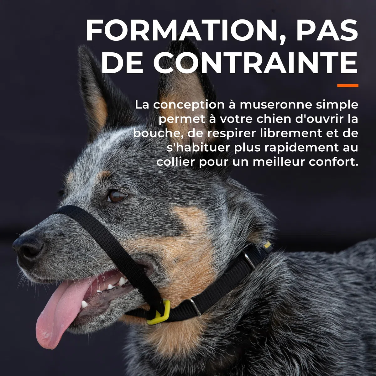 Canny Collar – Licol de Dressage Anti-Traction pour Chien | Apprend à Ne Pas Tirer en Laisse | Doux, Confortable et Sûr | Facile à Utiliser – Noir, Taille 7