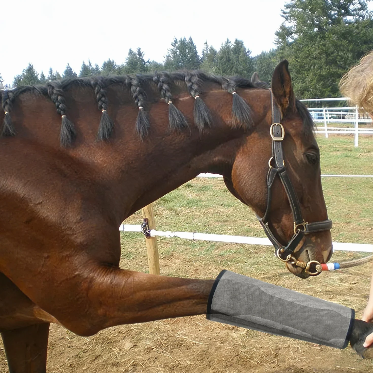 Guêtres Anti Mouches pour Chevaux - Lot de 4, Gris, Guêtreser Pourung Cheval, Adaptées pour Protéger Les Pattes des Chevaux Contre Les Mouches, Moustiques et Autres Insectes Nuisibles
