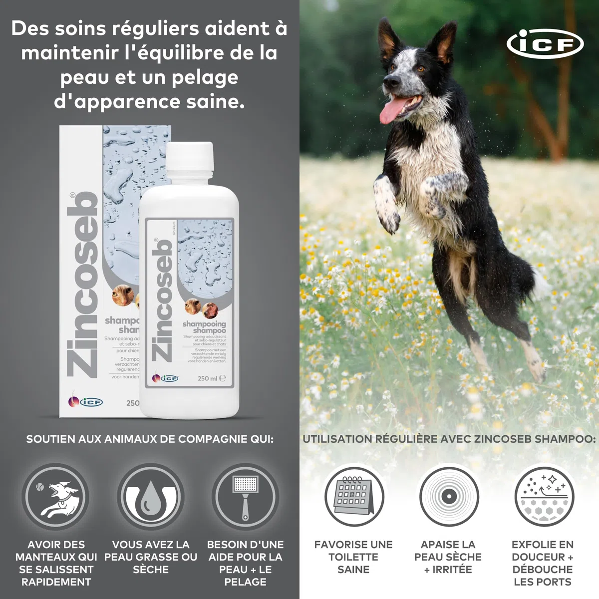 Zincoseb Shampooing | Shampoing Sébo-Régulateur et Hydratant pour Chien et Chat | Poil Sec, Terne ou Gras, Pellicules, Mauvaises Odeurs | Idéal pour la Peau Sensible du Chiot et Chaton | 250 ML