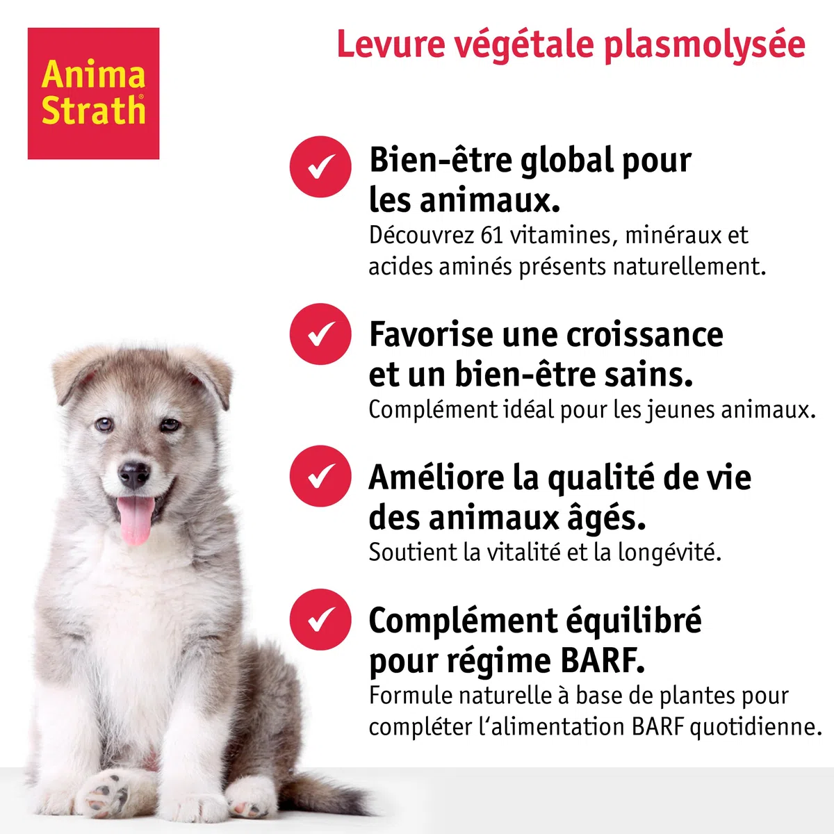 Anima Strath Complément Alimentaire pour Chiens - (80 Comprimés) 61 Nutriments, Vitamines, Minéraux, Acides Aminés, Complément Naturel pour Le Système Immunitaire et la Digestion.