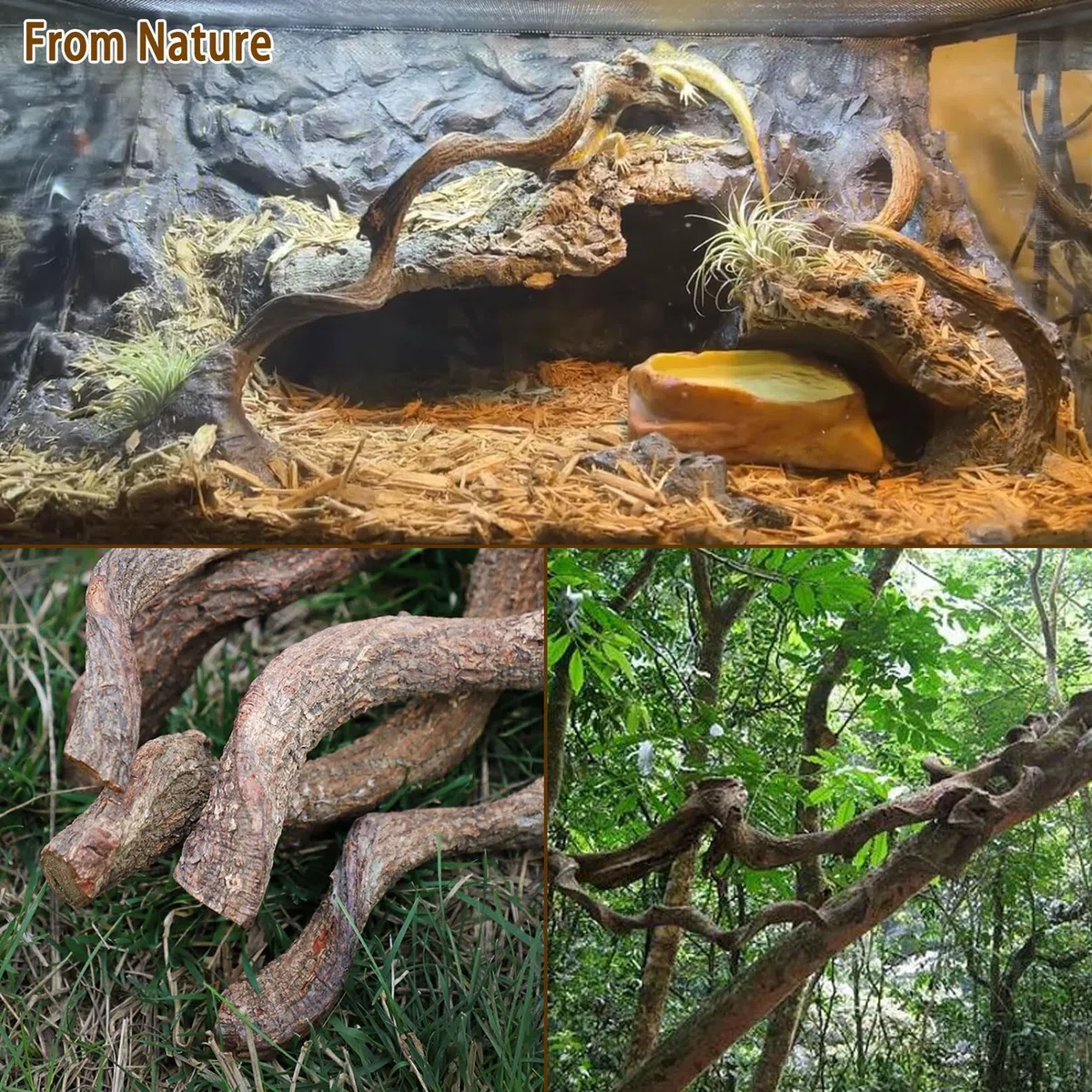 Kathson Lot de 3 branches naturelles de forêt pour terrarium, décoration d'habitat de lézard, branche d'arbre grimpante pour dragon barbu, gecko, serpent, grenouille, caméléon, araignée