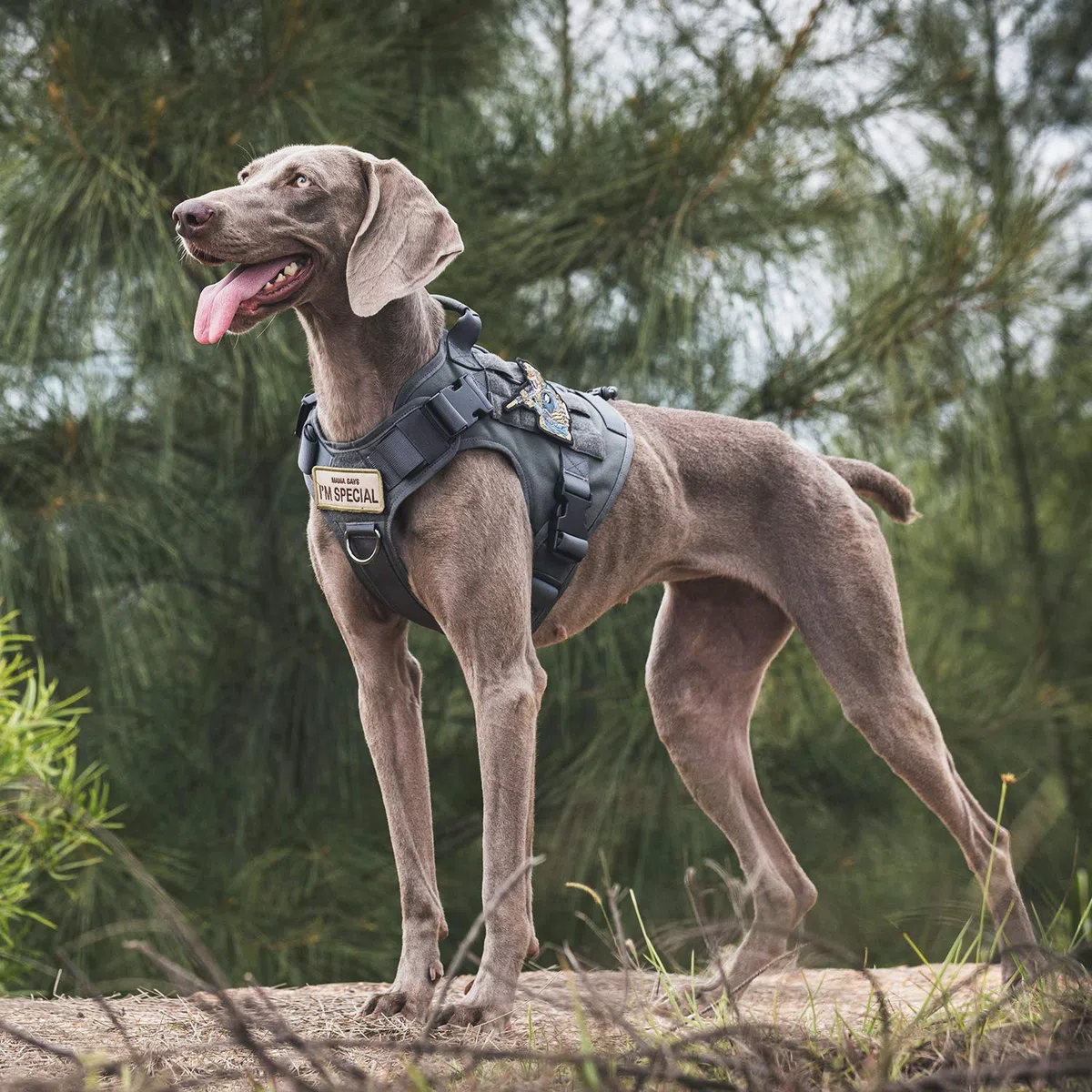OneTigris Fire Watch Harnais Tactique de sécurité pour Chien - avec 1 poignée et 2 Anneaux en D - Nylon 1000D - Taille XL - Gris