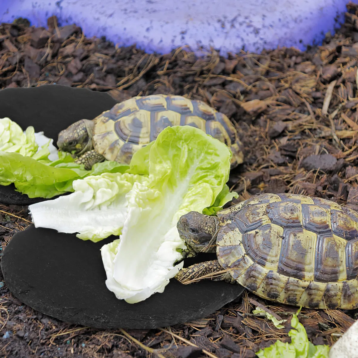 Lot de 3 plates-formes pour tortue et tortue - Plateforme en ardoise pour reptile - Plateforme de repos en roche naturelle - Plateforme de repos pour tortue, lézard, dragon barbu, gecko, serpent