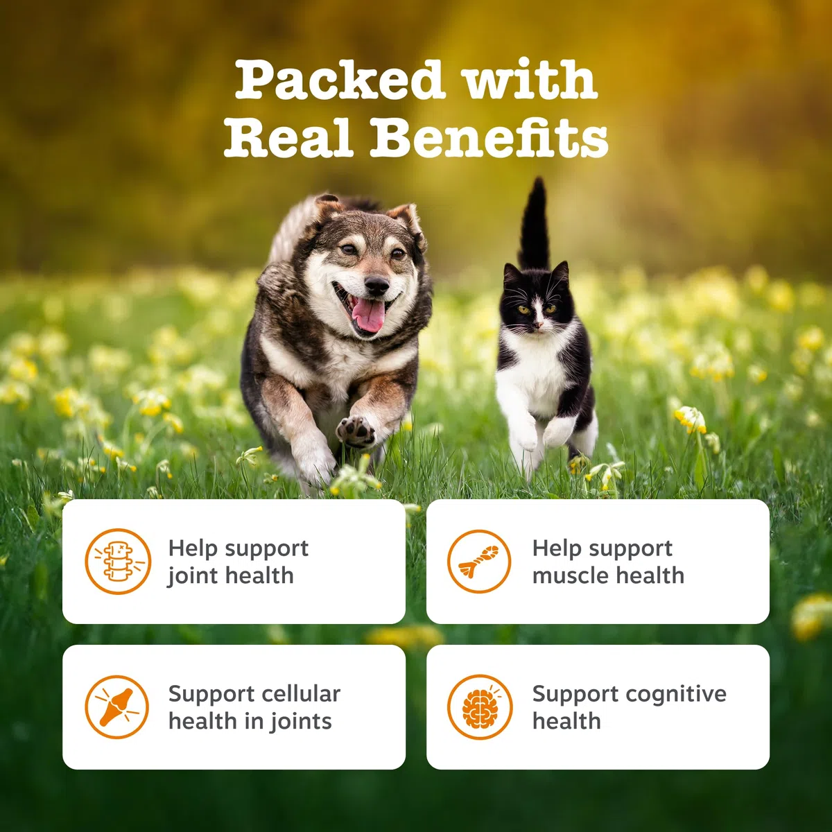 Zesty Paws Hip & Joint Salmon Oil | Joint Support for Active Pets | Omega 3 | Helps Maintain Healthy Joints | Salmon Oil for Dogs and Cats | 250ml