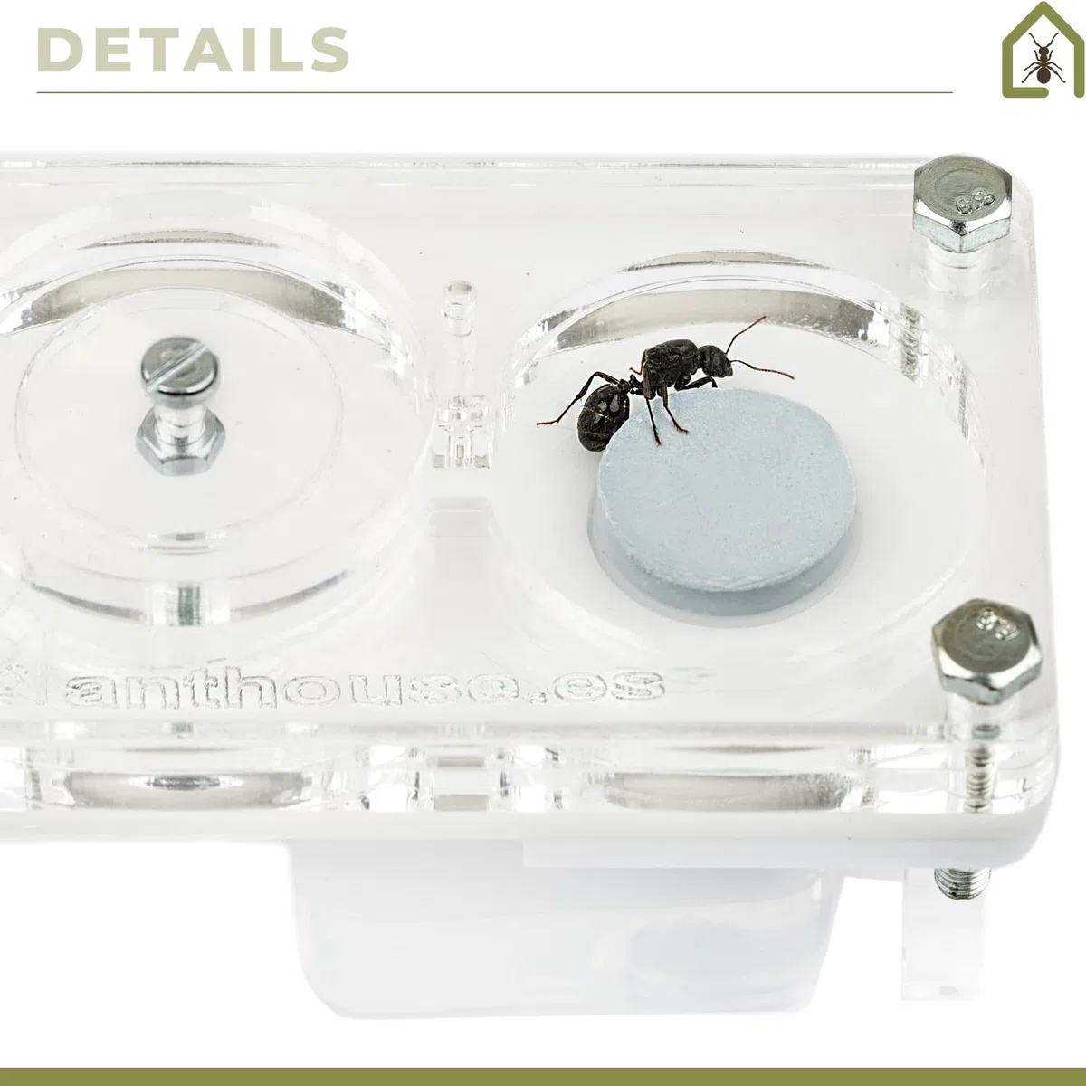 AntHouse - Fourmilière Acrylique 9x5x1,3 cm | Système d'humidification par Champignon | Transparent | Fourmis gratuites incluses