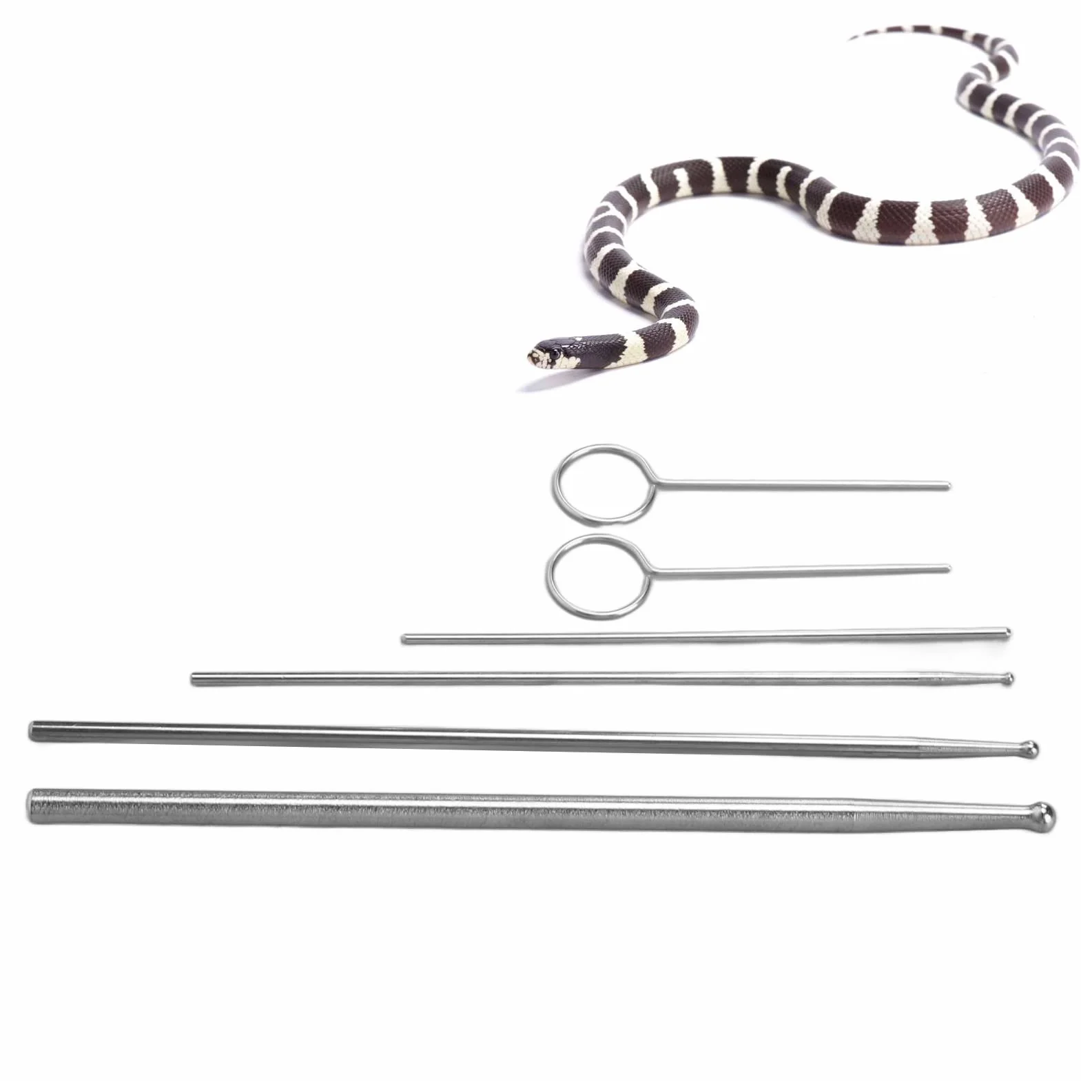 Sonde de Reptile à tête Ronde, kit de sonde de Serpent en Acier Inoxydable avec boîte de Rangement pour sonde de sexage de Serpent