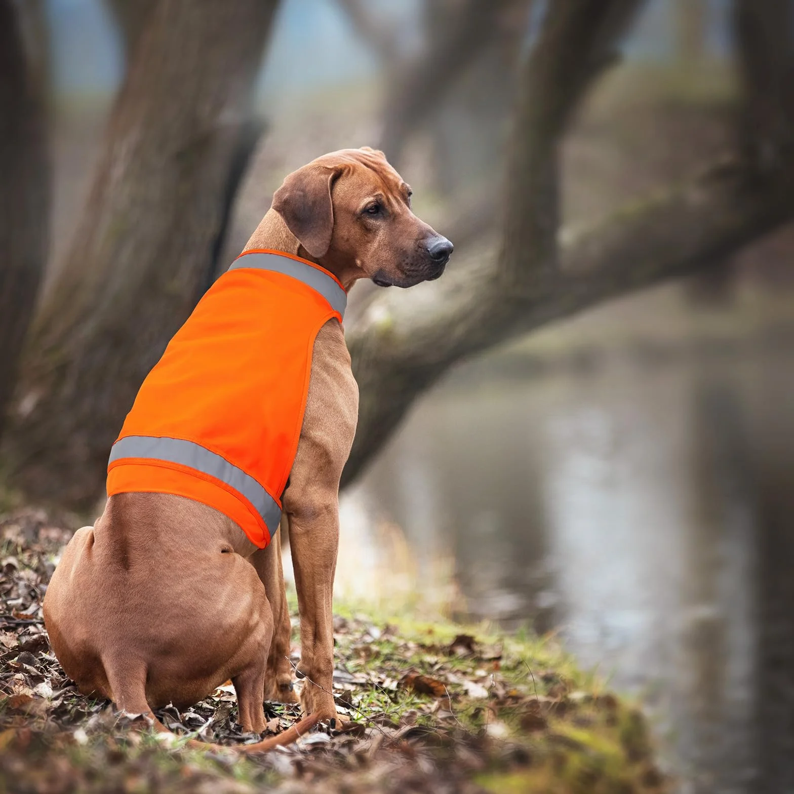 Lot de 2 Gilets Réfléchissants pour Chien - Sécurité pour la Chasse et Promenades Nocturnes - Taille L