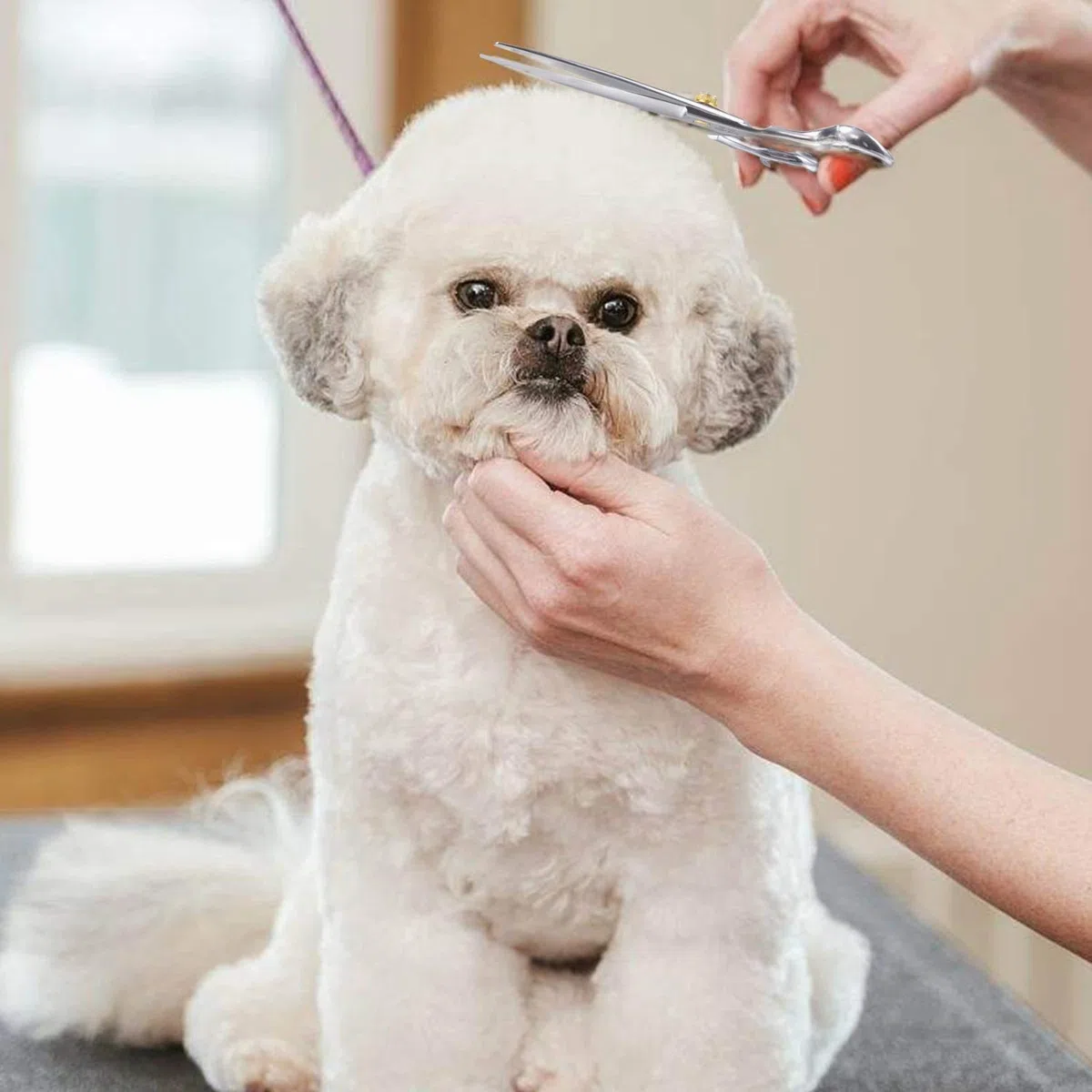 Dream Reach Ciseaux pour Animaux droits de 7,0 pouces Ciseaux pour Chiens Chats Professionnel Ciseaux à Cheveux Ciseaux de Toilettage pour chiens en acier inoxydable japonais 440C Fait à la main