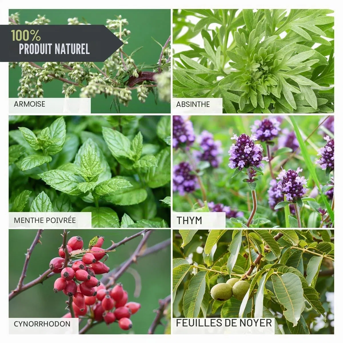 ReaVET Wormwood Mix Gouttes liquides liquides, Alternative Vermifuge, Avant, Pendant et après l'infestation de vers Chien, Chat et Lapin, Tous Les Animaux de Compagnie