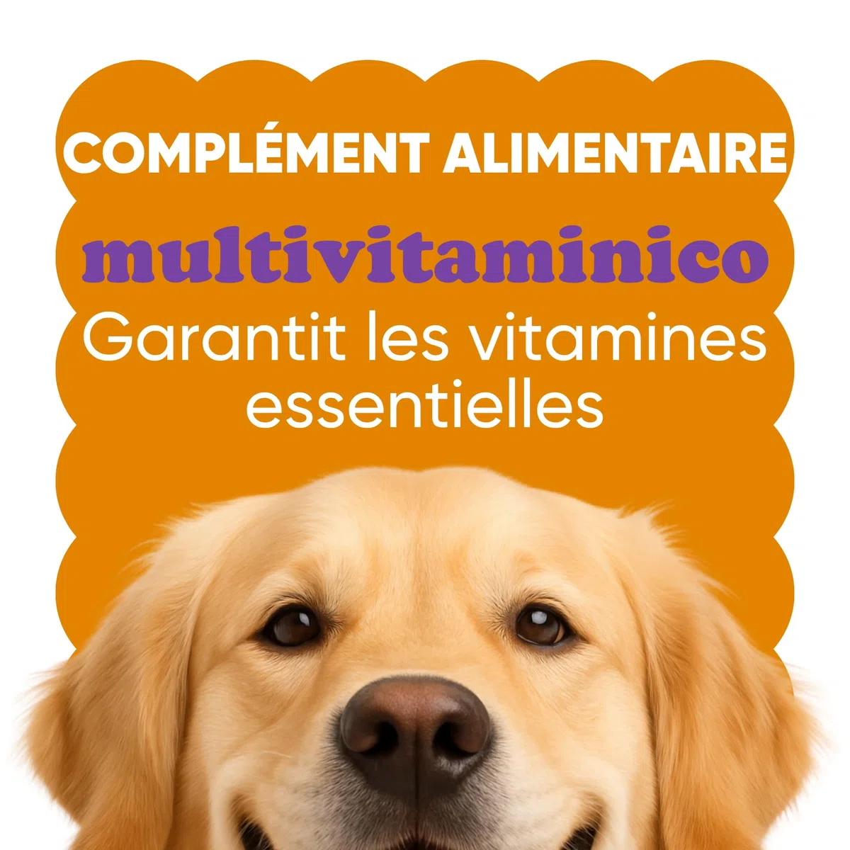 Complément Multivitaminé Complet 11 en 1 | Poudre pour Chiens (250g) | 20 Vitamines et Minéraux & Moringa Bio | sans Appétents Animaux | Idéal pour Régime Maison | Fabriqué en Italie - WELLFOOF