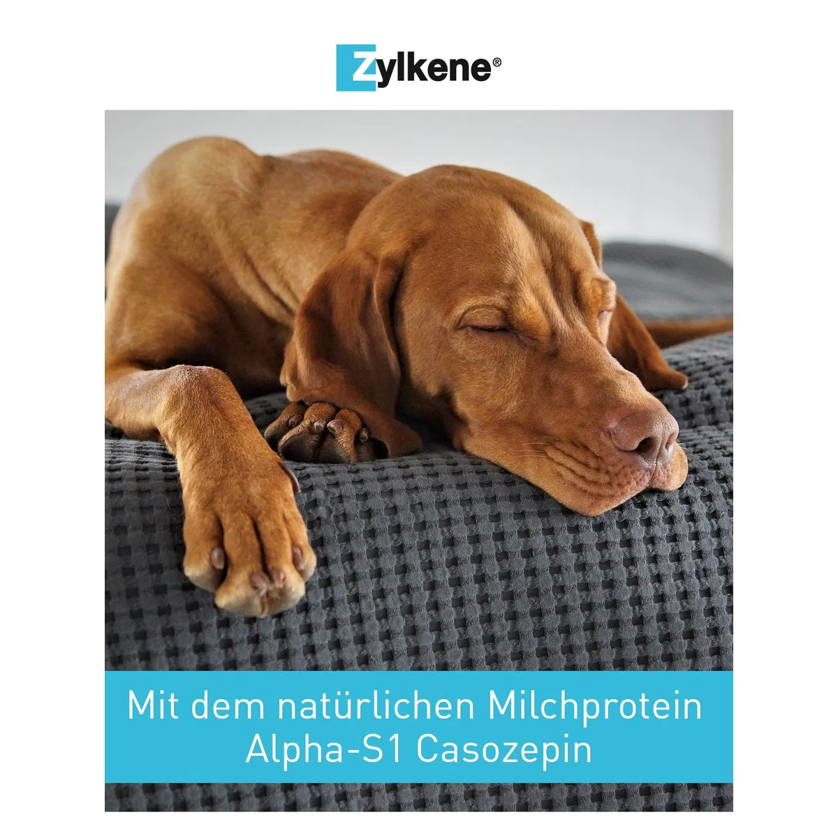 Zylkene 450 MG 100 gelules