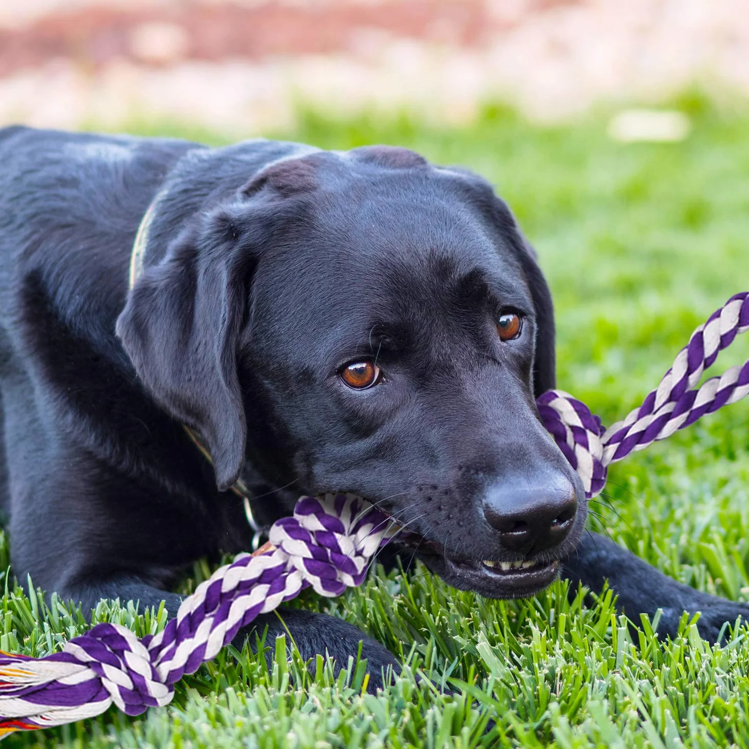 Grand Tough Chewing Convient à la Mastication Tyrannique Gros Chien Heavy Duty Dental Rope Set pour Chien de Taille Moyenne, 5 Noeuds Indestructible Coton Chiot Molaire