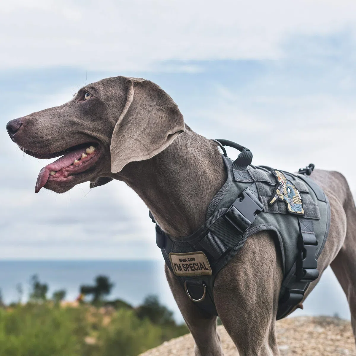 OneTigris Fire Watch Harnais Tactique de sécurité pour Chien - avec 1 poignée et 2 Anneaux en D - Nylon 1000D - Taille XL - Gris