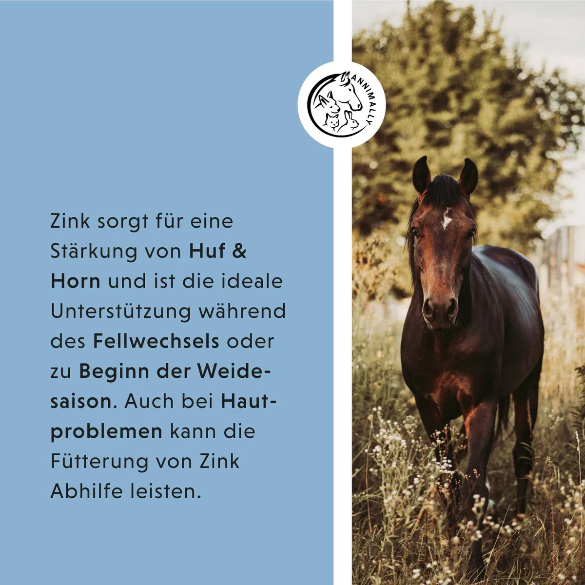 Annimally Zinc pour Chevaux - Pellets de Zinc (700g) Haute Dose avec Cumin Noir, zéolite, Sainfoin et levure de bière pour la Peau, Les Poils et Les Sabots