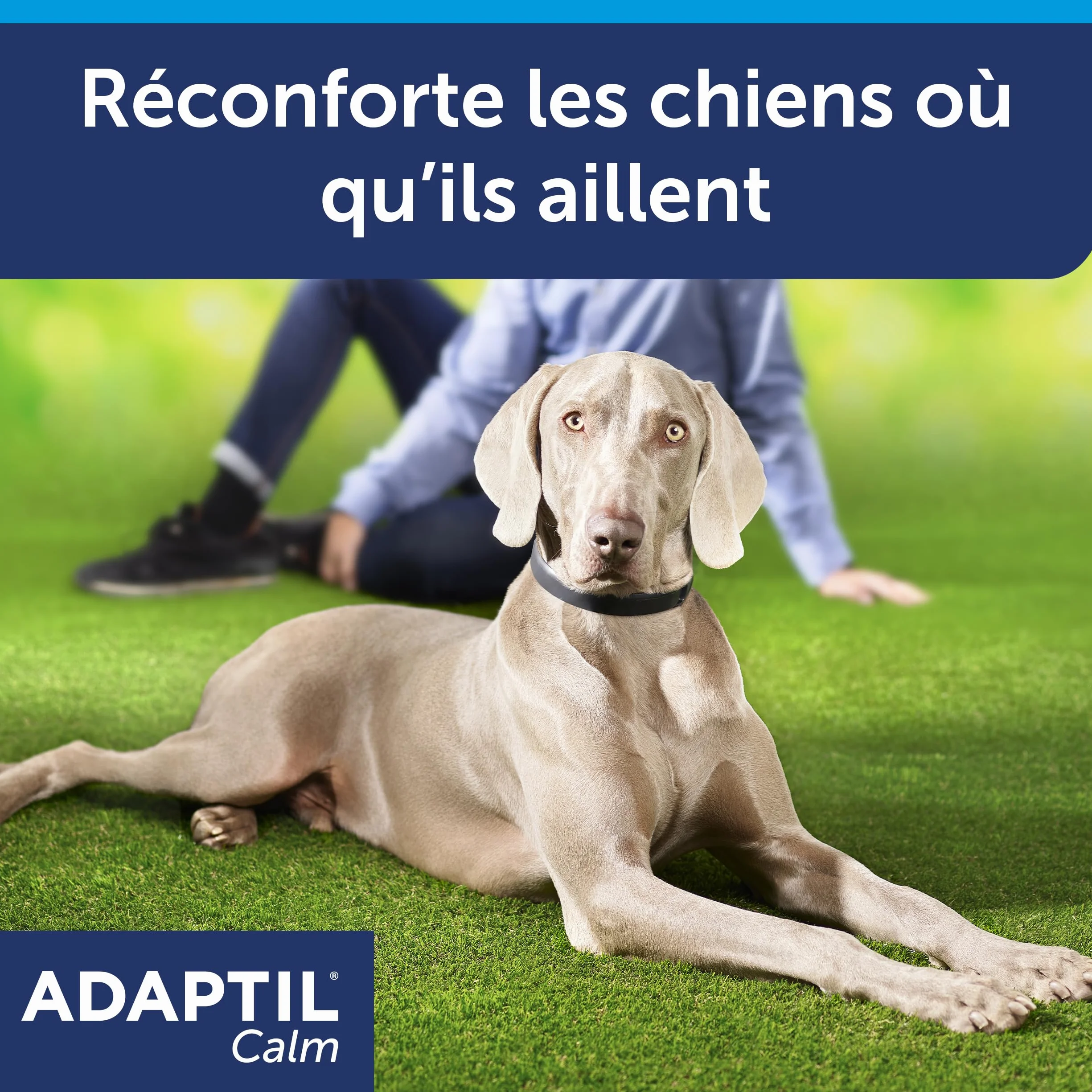 ADAPTIL Calm – Anti-stress pour chien – Collier Moyens et Grands Chiens – Taille M/L