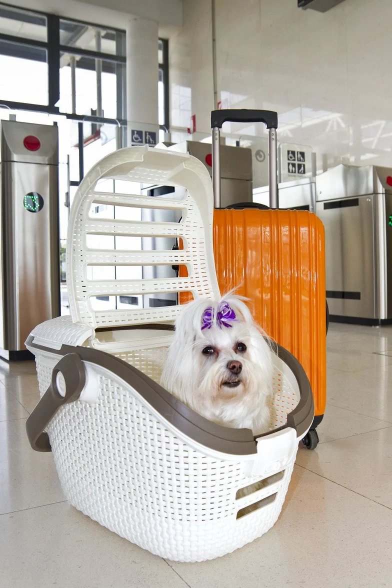Curver Panier de Transport